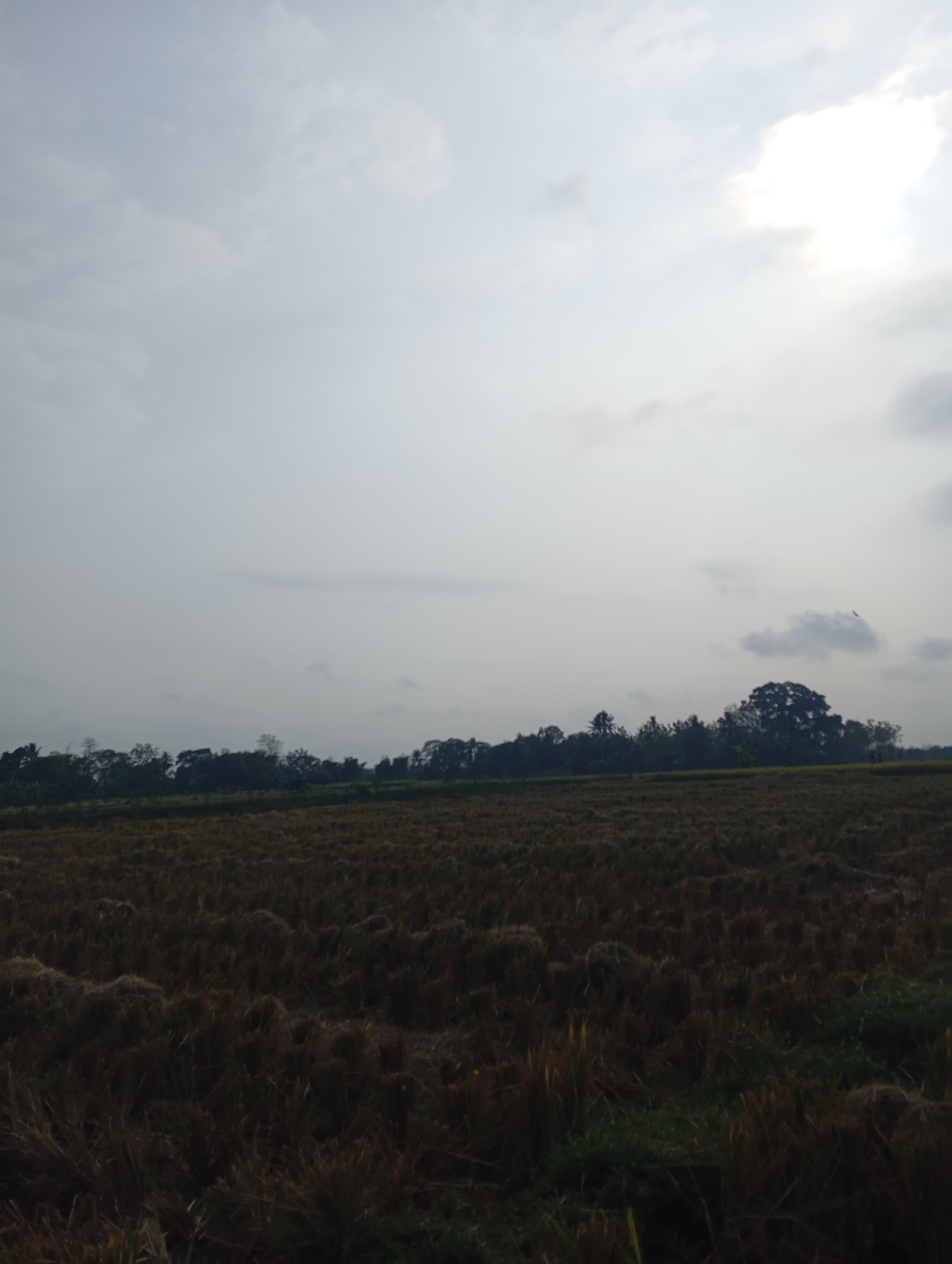 An overcast sky looms over a dry, harvested field in Sokaraja, Indonesia. The field, which appears to be a rice paddy, is covered in dark, dried stubble, with some patches of green vegetation growing sparsely throughout. A line of trees forms a dark silhouette against the horizon, with a large, dense tree dominating the right side of the treeline. The sun is partially obscured by clouds, casting a soft, diffused light over the scene. The overall impression is one of a rural landscape during the dry season.