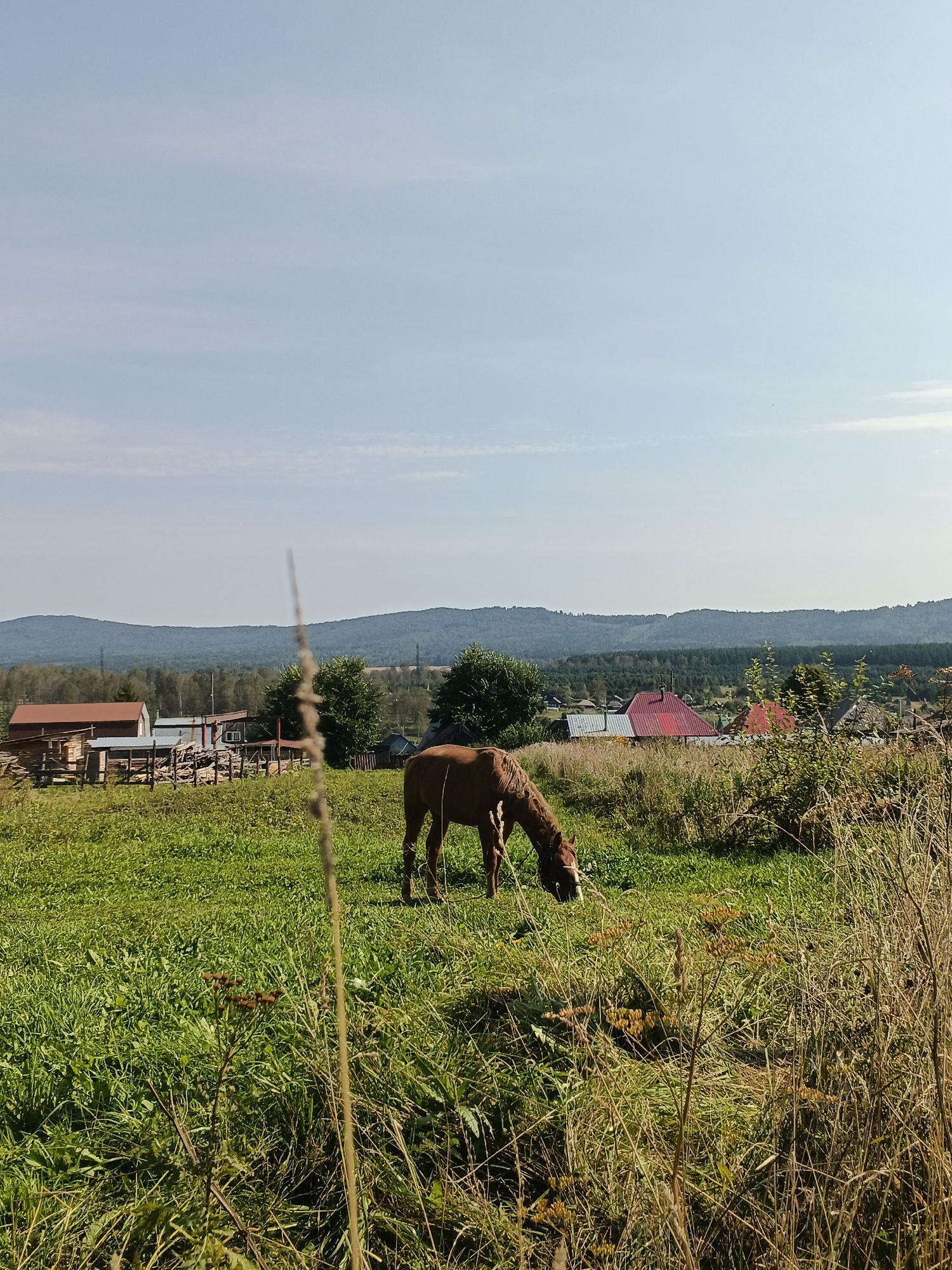 In a rural landscape in Medvedyovka, Russia, a brown horse grazes in a sunlit field of green grass. The horse is positioned in the middle ground of the image. Behind the horse, the scene opens up to a small village with houses, some featuring red roofs, nestled among trees. A wooden fence and structures, possibly sheds or barns, are visible on the left side of the frame. In the background, rolling hills covered in trees form a distant horizon beneath a pale blue sky with wispy clouds. The foreground is dominated by tall, dry grasses and some wildflowers, with a single blade of grass prominently blurred in the very front. The overall impression is one of a peaceful, pastoral setting on a clear day.