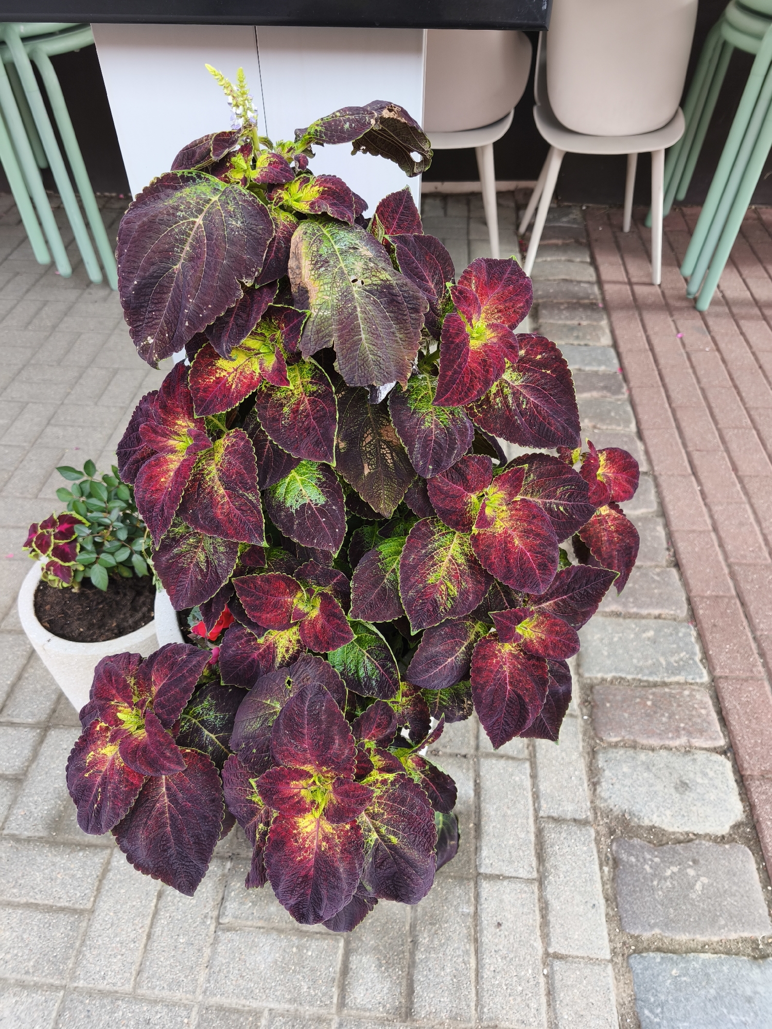A close-up, high-angle shot captures a potted plant with vibrant burgundy, green, and yellow leaves situated on a paved walkway. The walkway is constructed from alternating rows of light gray and reddish-brown rectangular pavers. In the blurred background, partially visible are the legs of several light-colored chairs with mint green frames, and a white planter. The scene appears to be an outdoor seating area, possibly a cafe or restaurant, in Riga, Latvia. No people are present in the frame.