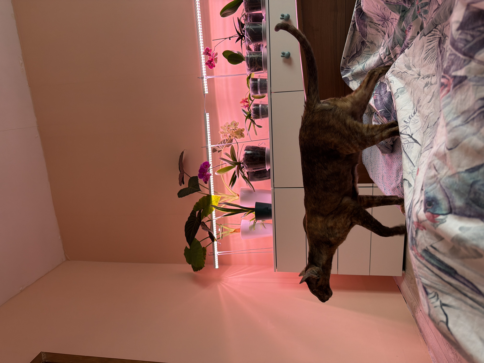 The image, which appears to have been taken in a domestic setting, features a brown tabby cat standing on its hind legs and extending its front paws towards a bed covered with a floral-patterned duvet. Beside the bed is a white shelving unit illuminated by a pink grow light. The shelves are filled with various potted plants, primarily orchids. The room has peach-colored walls and a wooden floor. While the image gives an impression of a bedroom, the location in Chaikovsky, Russia cannot be determined from the image alone.