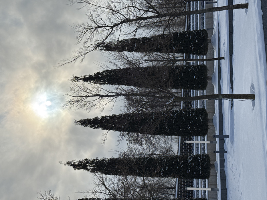 The image depicts a snow-covered urban landscape in Plodorodny, Russia, under an overcast sky where the sun appears as a bright, diffused disc. The scene is dominated by a row of tall, dark, conical coniferous trees, likely cypress, standing prominently. Interspersed among and behind these are numerous leafless deciduous trees with visible, intricate branch structures, some showing traces of snow.
In the foreground, a pristine layer of white snow blankets the ground, appearing undisturbed. A low, dark grey concrete or stone border runs horizontally, separating different ground levels. Several modern, cylindrical light fixtures or bollards, some faintly illuminated with a white glow, are visible in the snow, rising from the ground plane. Behind the main line of coniferous trees, a dark, textured wall or fence, possibly tiered or patterned, extends across the frame. No individuals, animals, or active interactions are present in the scene. The overall environment is cold and serene, indicative of winter conditions in a landscaped area.