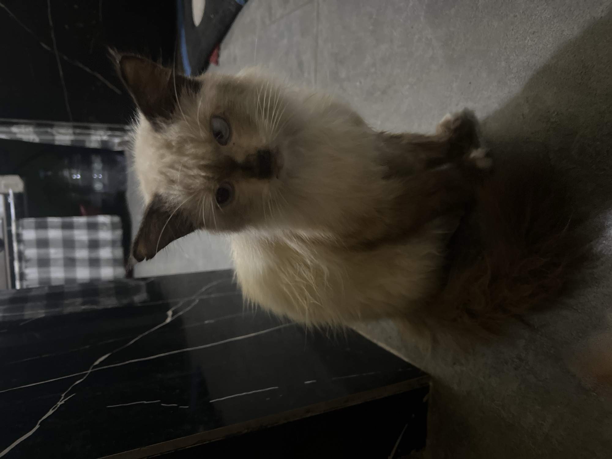 A fluffy, light brown cat with darker brown points is sitting on a ledge indoors. The cat's eyes are partially closed and it has heterochromia, with one blue eye and one brown eye. The background appears to be a bathroom with dark, marble-patterned tiles on the left and a checkered curtain on the right. The flooring is gray tile. The scene is dimly lit.