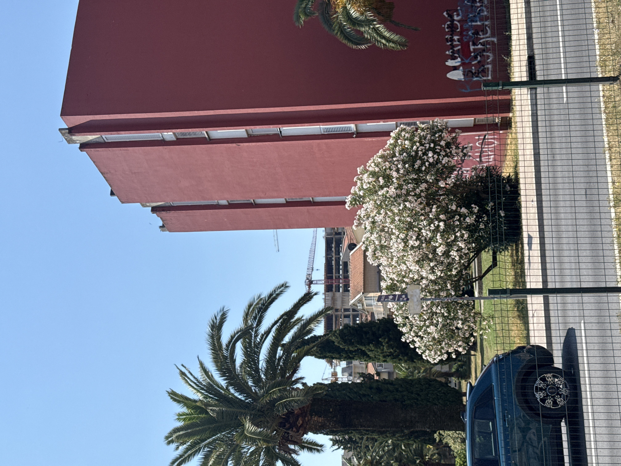 The image shows a street scene in Budva, Montenegro. A large, reddish-brown building dominates the left side of the frame, with multiple levels and rows of windows. In front of the building, a large, flowering tree with white blossoms is in full bloom. To the right, a paved road with white lines is visible, separated from the sidewalk by a wire fence. A dark blue car is parked on the side of the road. Palm trees and other greenery are scattered throughout the scene. In the background, a construction site with cranes is evident, suggesting ongoing development. The sky is clear and blue, indicating a sunny day. The graffiti on the building suggests an urban environment. The scene appears to be taken during daylight hours. There is no discernible activity or event taking place beyond the static elements of the environment.
