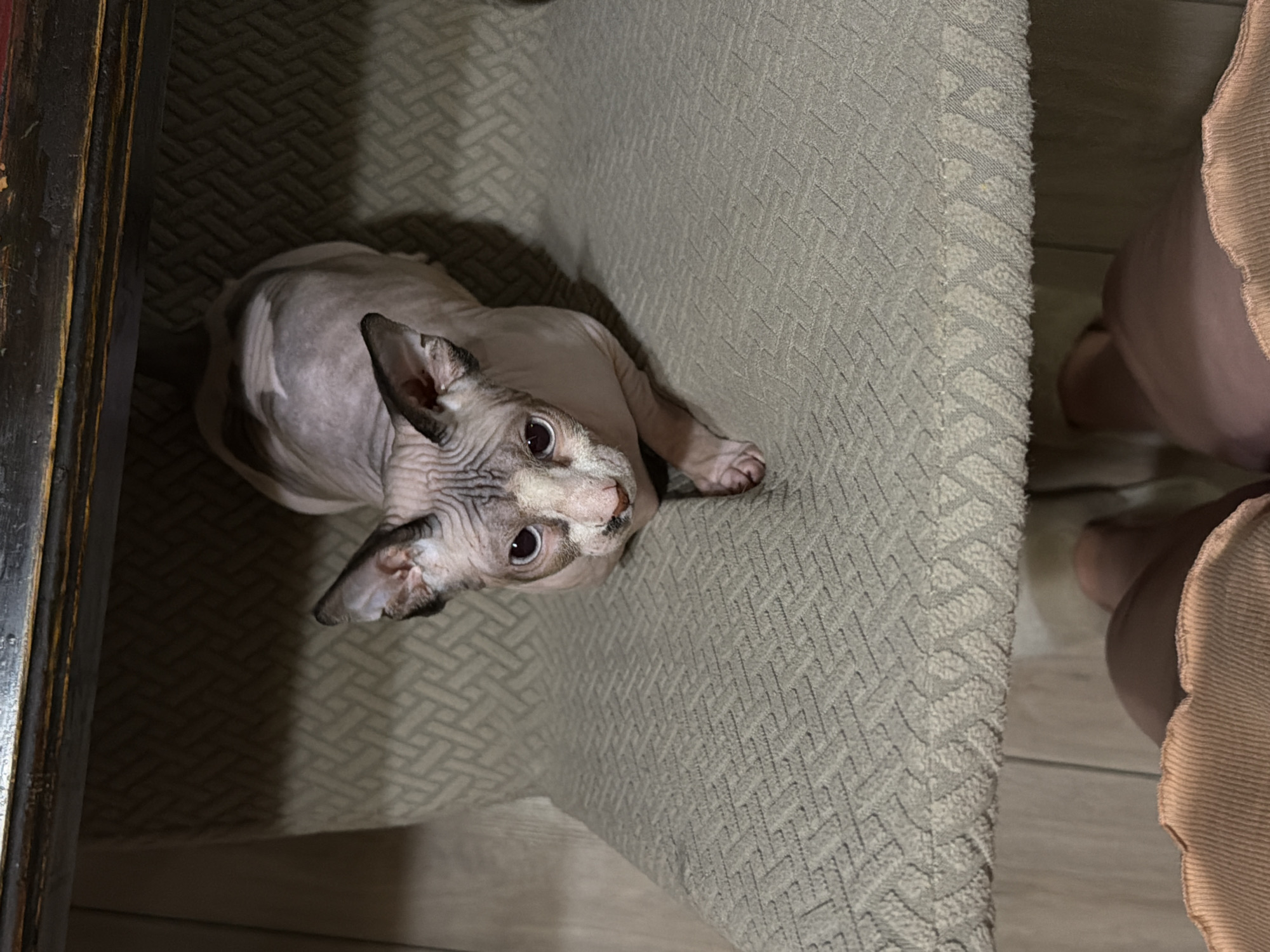 A Sphynx cat is sitting on a patterned cushioned surface, likely a chair or a sofa. The cat is facing the camera, with its ears perked up and its gaze directed forward. Its skin is wrinkled, characteristic of the breed, and its body shows patches of dark fur on its head and back. The cat's front paws are resting on the surface, and its body is slightly elongated as it sits. The background shows a dark wooden structure above, and the floor beneath is made of wooden planks. The overall lighting suggests an indoor setting.