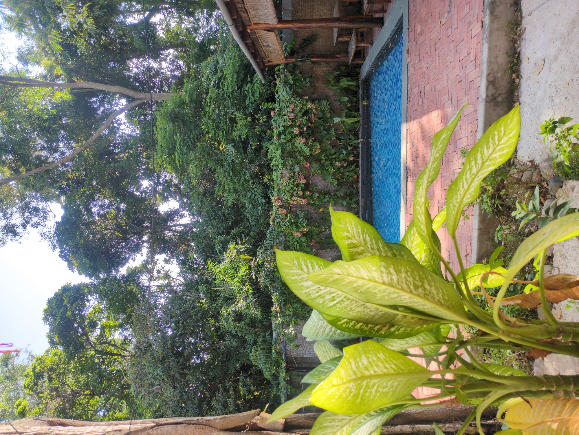 A verdant outdoor scene is captured in a horizontal orientation. A section of a swimming pool with blue tile is seen on the upper right, bordered by a red brick patio and grey concrete. A tropical plant with light green leaves with mottled lighter green patterns occupies the lower half of the frame. Lush greenery and a variety of trees fill the midground, extending towards the top-left of the frame. Overhanging branches partially obscure the sky above. A bamboo structure with a roof is visible, situated near the pool. The location is Phú Quốc, Vietnam.