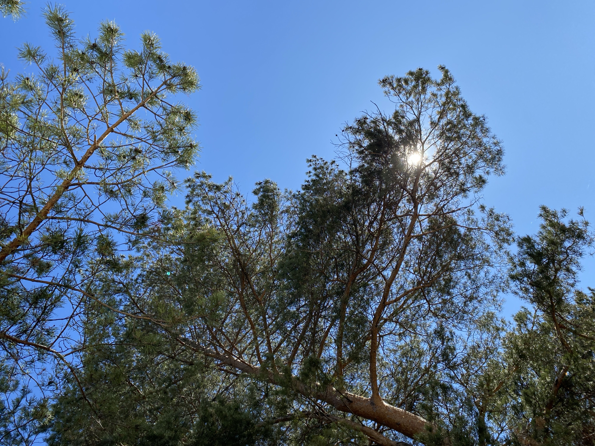 The image shows a view looking up into several pine trees against a clear blue sky. The sun shines through the branches of one of the trees, creating a bright glare. The pine trees are green and brown. The photograph might be taken in the city of Chaikovsky, Russia.