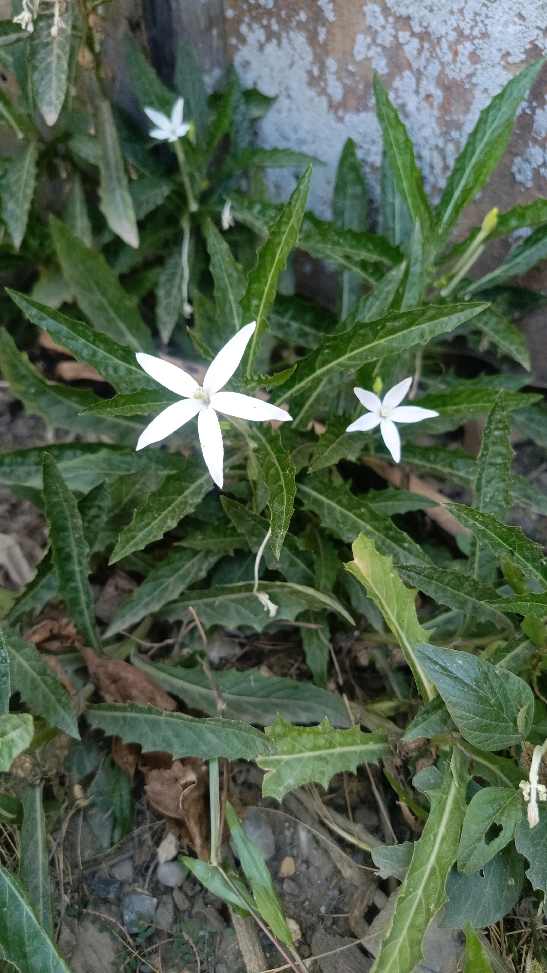 The image shows two white, star-shaped flowers with five petals each, surrounded by green, spiky leaves. The flowers are the main subjects, with the larger one in the foreground and a smaller one to its right. The leaves are long and pointed, with serrated edges. The background consists of a rough, textured surface that appears to be a wall, with some patches of lichen or moss. The ground below is covered with dirt, pebbles, and fallen leaves, indicating an outdoor setting. The lighting suggests it is daytime, possibly overcast. The scene is likely located in a garden or natural area in Kebumen, Indonesia, given the context provided. No people are visible.