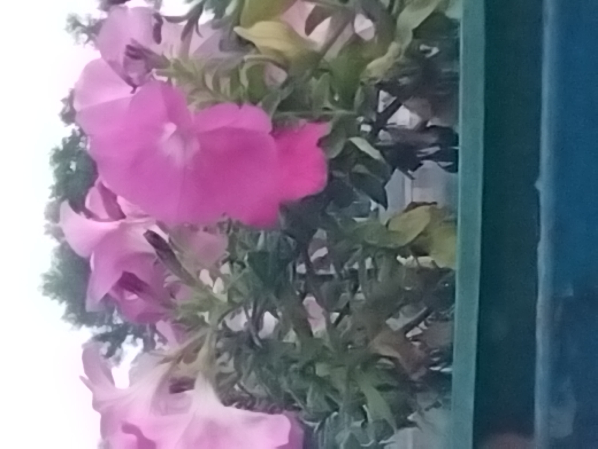A close-up, slightly out-of-focus image shows a cluster of vibrant pink petunias in a planter. The flowers are in various stages of bloom, with some fully open and others still budded. The green foliage of the plants creates a lush backdrop for the blooms. In the background, blurred trees suggest an outdoor setting. The planter itself appears to be dark green. The image is consistent with a scene found in many urban green spaces, such as a balcony, patio, or park in Kyiv, Ukraine.