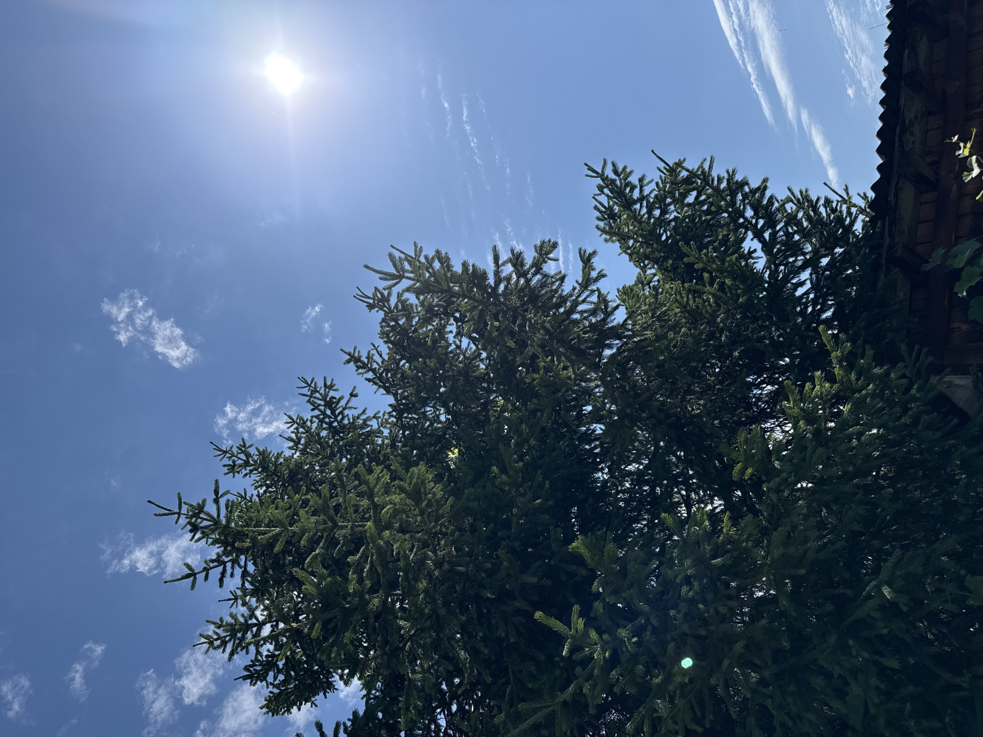 The image captures a low-angle view looking up at the branches of a large evergreen tree against a bright blue sky. The sun is visible in the upper right corner, casting a strong glare and appearing as a bright, blown-out star. Wispy white clouds are scattered across the sky. The dense foliage of the tree dominates the left and central portions of the frame. In the bottom right corner, a corrugated metal roof and the top of a wooden structure are visible, suggesting an outdoor setting, possibly a garden or yard. A small, bright green circular glare is visible on one of the tree branches towards the left side of the image. The scene is devoid of any people or animals. The overall impression is a sunny day, possibly in a suburban or rural setting, given the presence of the tree and simple outdoor structures. The question of its location in Sofia, Bulgaria is not answerable from the visual information provided in the image itself.