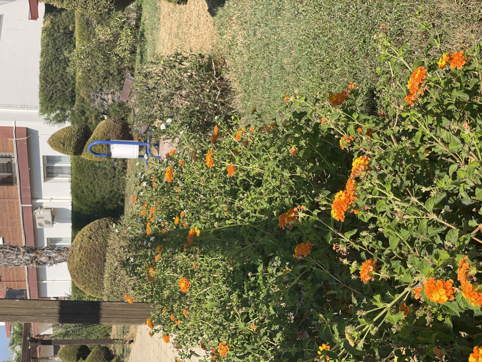 In the city of Trikomo, Northern Cyprus, an outdoor scene features a lush green area with a prominent bush of vibrant orange flowers in the foreground. Behind the flowers, a white trash can with a blue frame stands near a brown park bench. The background reveals a building with white walls and brown trim, an air conditioning unit mounted on the exterior, and neatly trimmed hedges that add to the manicured landscape. The ground is covered with grass and a paved walkway is visible to the left.