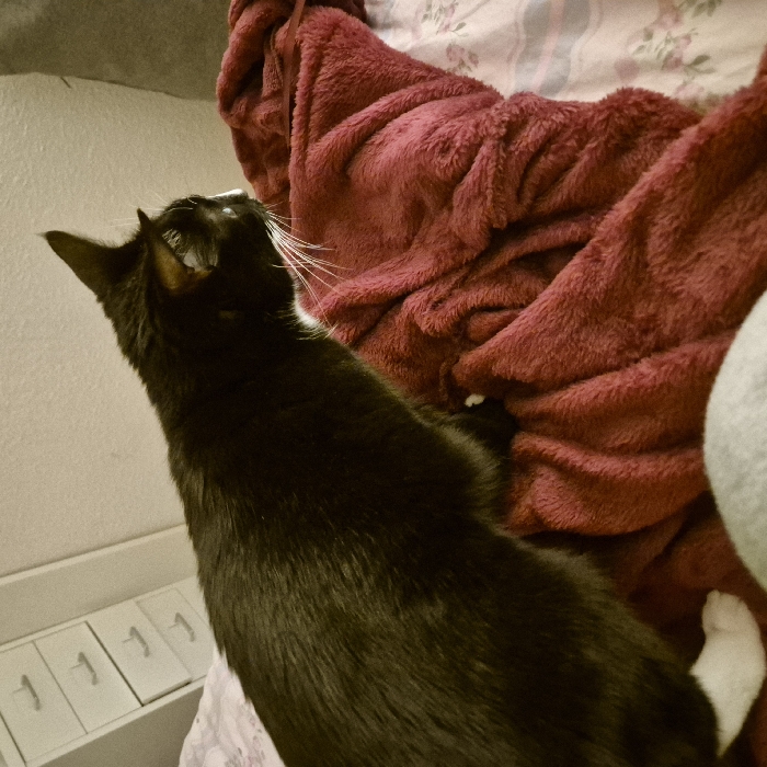 A black cat with piercing green eyes looks intently up at a folded, maroon blanket. The cat’s white whiskers are prominently displayed against its dark fur. A glimpse of a white paw suggests it may be reaching for the blanket. The background includes a pale wall and part of a white dresser with minimalist design. The setting appears indoors and cozy.