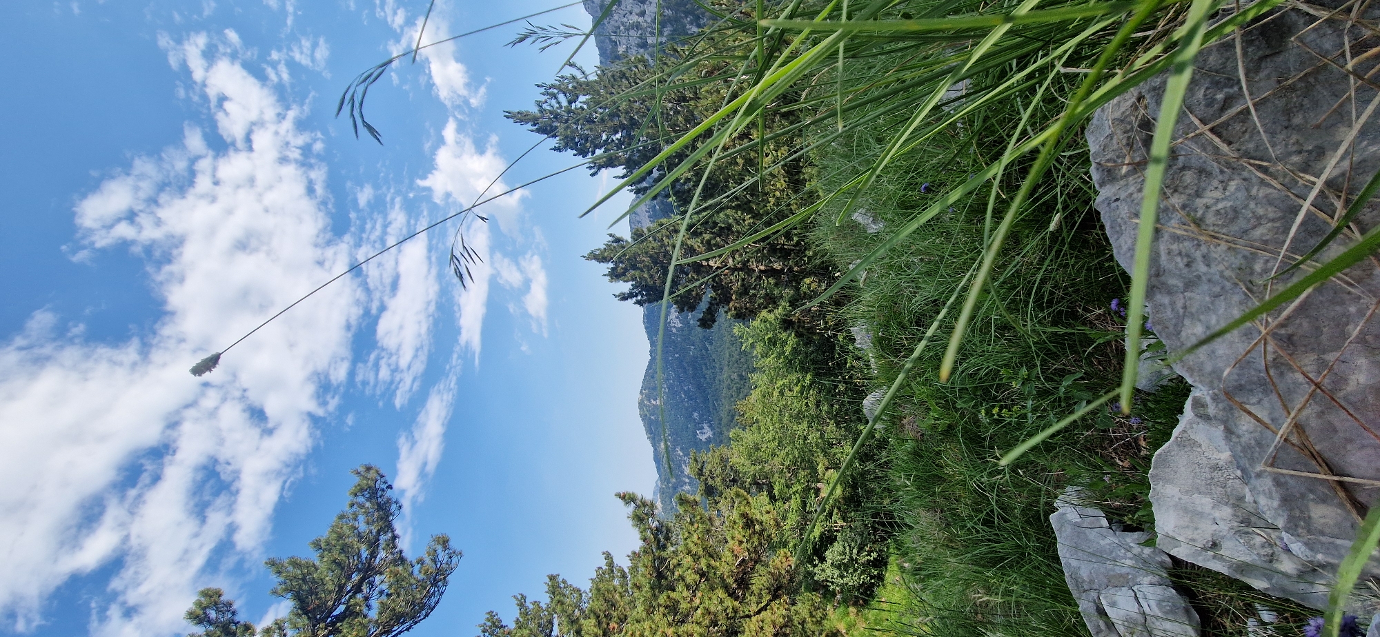 This is a vertical, medium shot of a mountainous landscape on a bright, sunny day with scattered clouds. The foreground is dominated by large grey rocks and tall, green grass. The grass is so dense and tall that it partially obscures the rocks and extends into the middle ground, creating a natural barrier. In the middle ground, there is a dense forest of green trees, with taller pine trees visible on the left and right sides of the frame. Beyond the forest, the background reveals layers of rolling mountains that fade into a hazy blue in the distance. The sky is a clear, vibrant blue with fluffy white clouds drifting across it. A single, tall stalk of dried grass with a feathery top extends from the bottom of the frame upwards, near the center, reaching towards the sky. There are no people visible in the image. The overall scene depicts a rugged, natural environment, likely in a rural or mountainous area such as Kruševice, Montenegro, characterized by its rocky terrain, lush vegetation, and expansive sky.