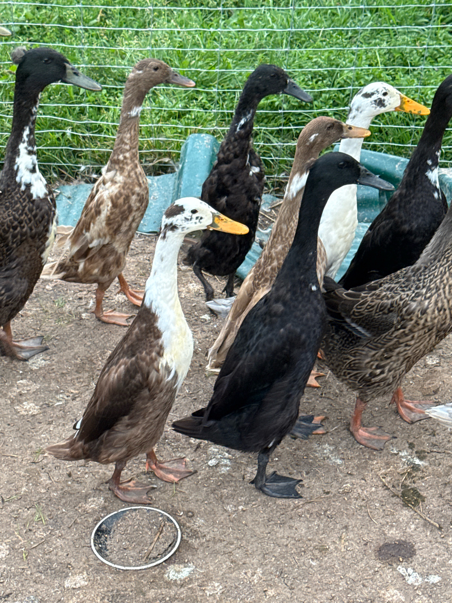 In Galinė, Lithuania, a group of ten ducks, predominantly Indian Runner breed, stand on a dirt ground near a wire fence. The ducks display a variety of feather colors, including black, brown, white, and mottled patterns. They are positioned in a dynamic arrangement, with some facing forward and others looking to the side. In the foreground, a white plastic lid lies on the ground. The background features green grass and a blue object, possibly a trough or container. The lighting suggests it is daytime.