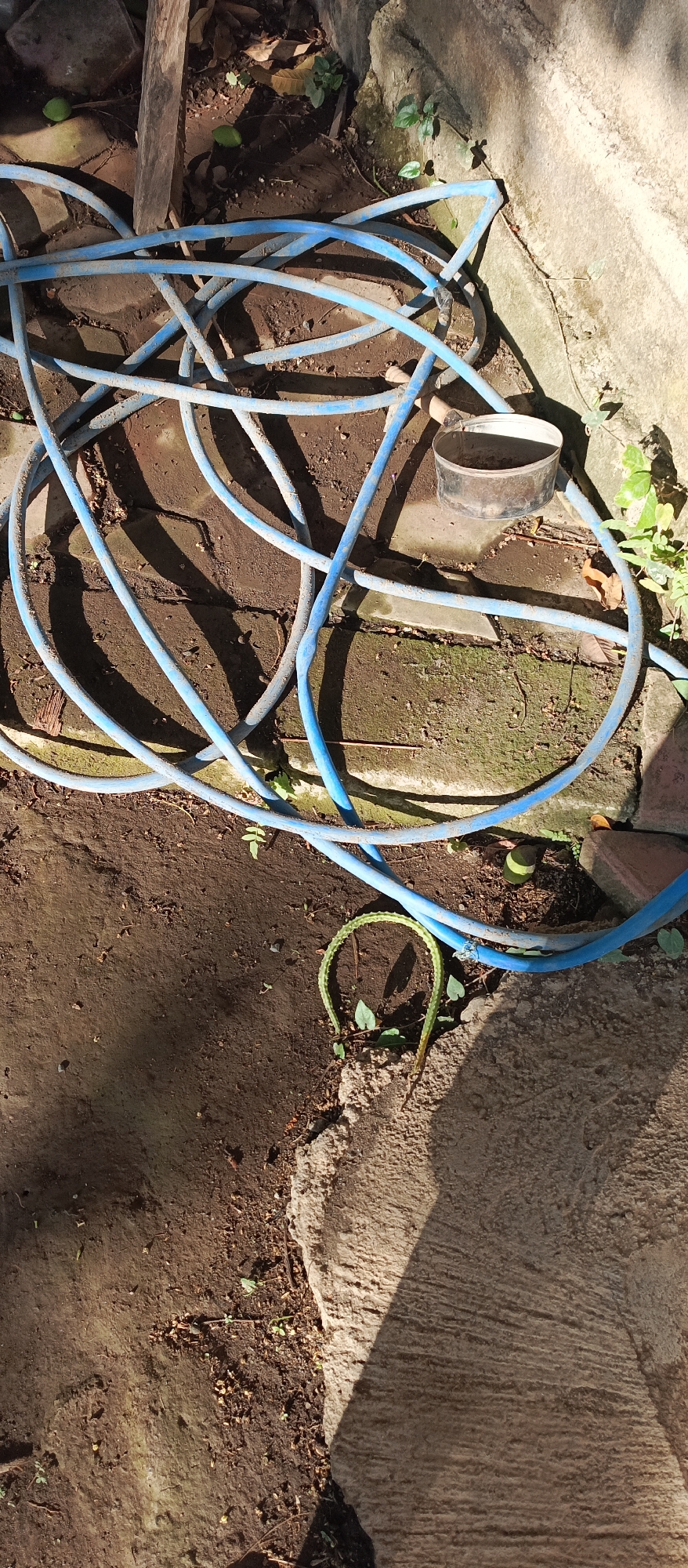 The image depicts an outdoor scene in Arjasa, Indonesia, featuring a tangled blue garden hose lying on the ground. The ground is a mixture of dirt and some paved or concrete surfaces. There are a few small plants and leaves scattered around. A metal object, possibly a can or a bucket, is partially visible near the hose. The lighting suggests it is daytime, with shadows cast by the hose and other unseen objects. The overall environment appears to be a backyard or an outdoor storage area.