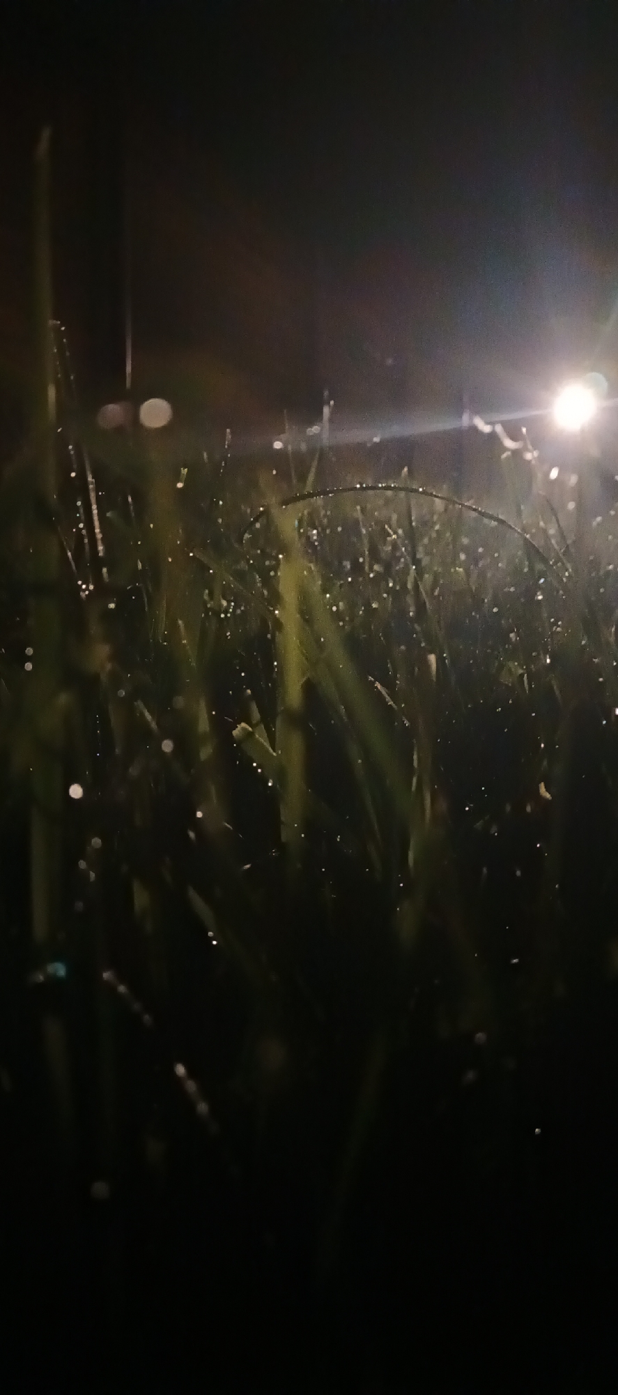This image depicts a close-up view of dewy grass at night, illuminated by a bright light source in the upper right corner. The grass blades are green and appear to be coated in water droplets that reflect the light. The background is dark and out of focus, suggesting a shallow depth of field. There are no people or animals visible in the frame. The setting appears to be outdoors, possibly in a park or garden area within Krutoi, Russia, given the context provided. The overall mood is serene and slightly mysterious due to the low light conditions.