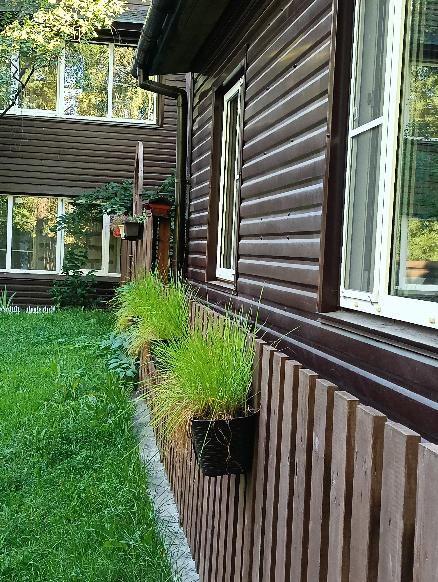 The image shows a close-up, side-view of a brown, corrugated siding house with white-framed windows. A wooden fence runs along the right side of the house, with two black planters holding lush green ornamental grass attached to it. A well-maintained lawn with some scattered weeds is visible in front of the house, extending to the left. A concrete pathway runs along the edge of the lawn, separating it from the grass. In the background, a portion of another building with similar windows and siding is visible, along with trees and foliage reflecting in the windows. There are no people visible in the image. This scene is typical of a residential area in Petrozavodsk, Russia, likely a private home or cottage with a garden.
