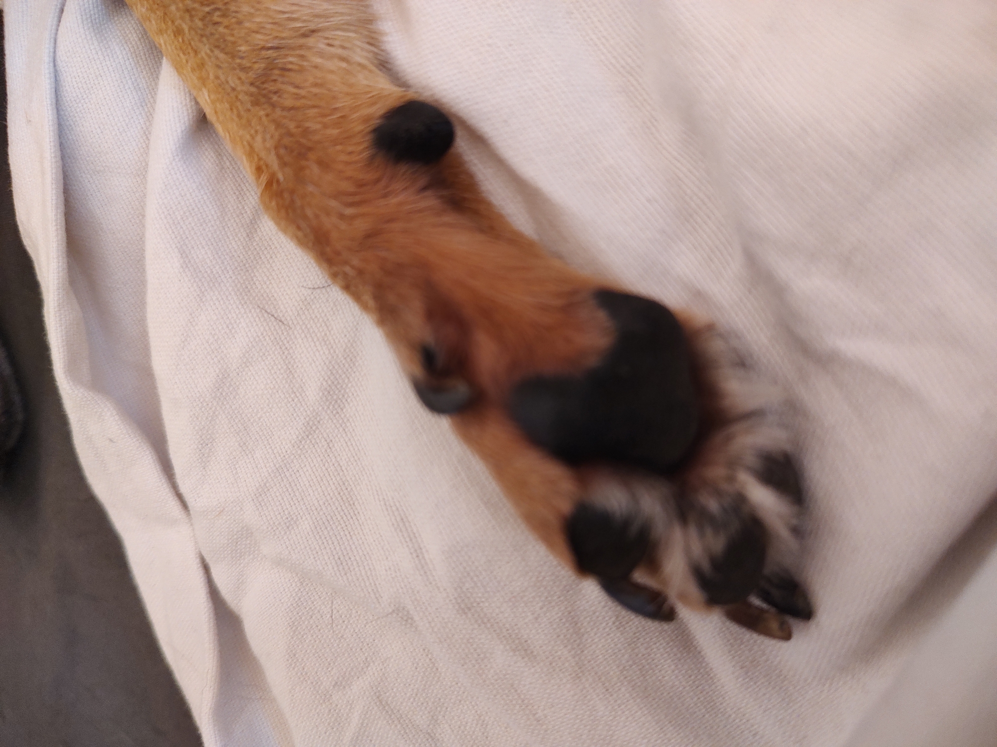 A close-up, high-angle shot shows a dog's paw resting on a white, textured fabric. The paw is mostly a reddish-brown color with black markings on the pads and nails. There are two visible black, round growths on the upper part of the paw. The paw is positioned on a light-colored, slightly wrinkled fabric which fills the majority of the frame, suggesting it might be a blanket or towel. The background is out of focus and appears to be a dark, neutral color. There are no people or other discernible objects in the image. The lighting is neutral, and there are no obvious indicators of time of day or weather. The setting appears to be indoors due to the fabric and lighting. No text is visible in the image.