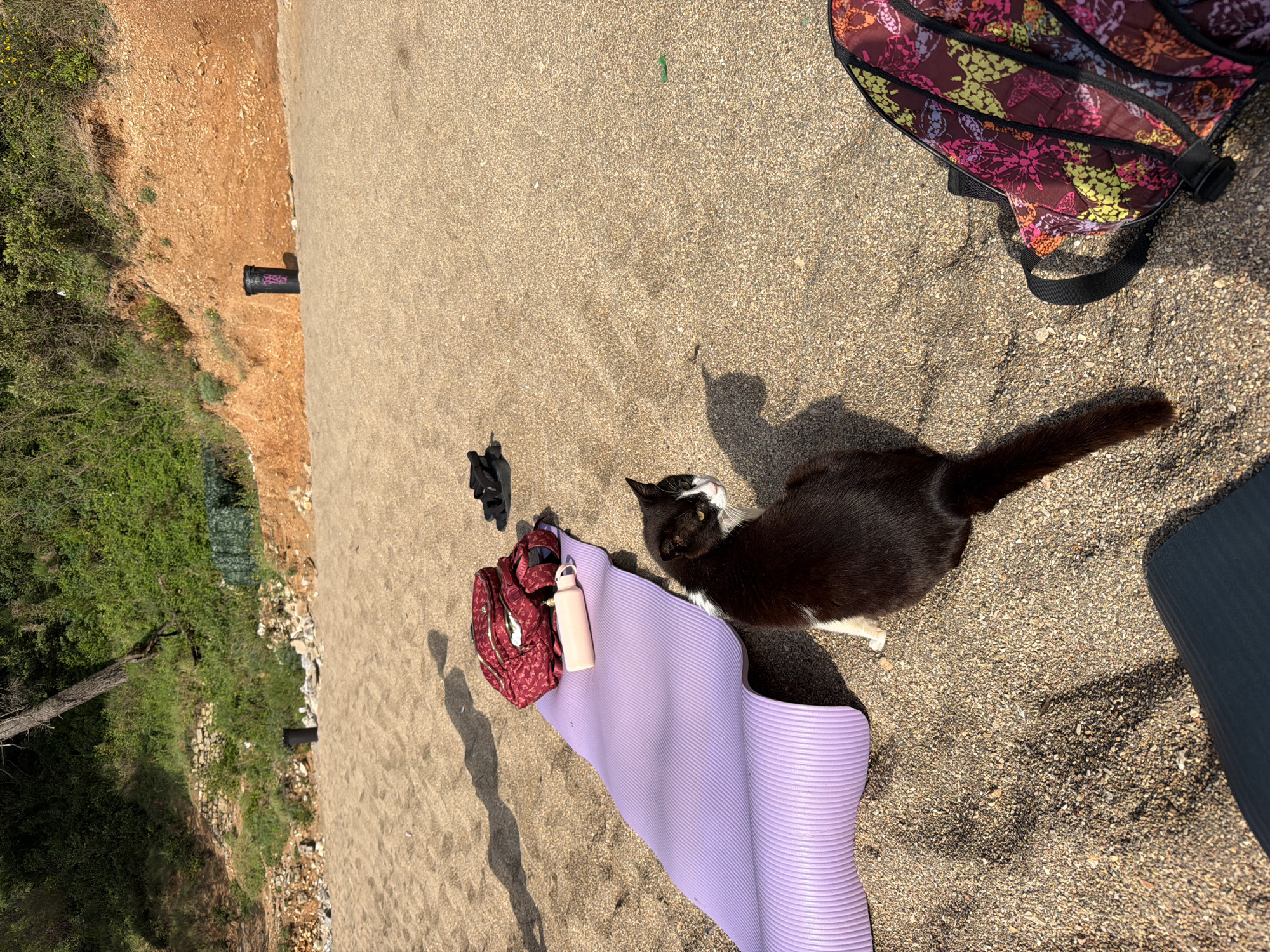 A medium-shot captures a beach scene at Mogren Beach in Budva, Montenegro. A black and white cat is centrally positioned, looking upwards. Near the cat, a purple yoga mat is unrolled, with a pink backpack and a matching water bottle placed on top. A pair of black sandals are to the left of the backpack. In the top right corner, part of a butterfly-patterned bag is visible. The background features sand and a dirt cliff with sparse green vegetation. A dark cylindrical object lies on the dirt cliff near the vegetation. The light suggests it is daytime.