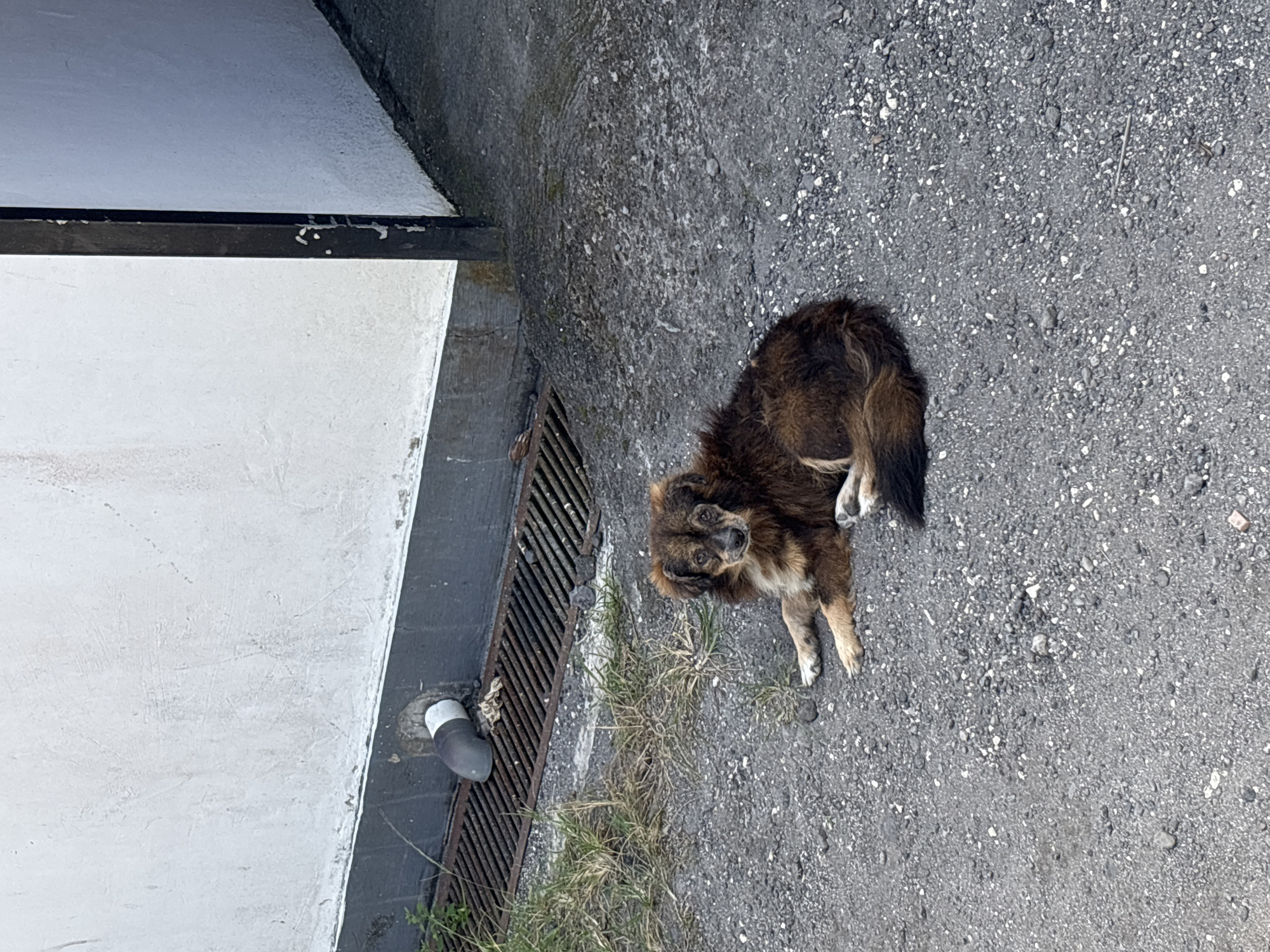 A medium-sized, brown and black dog is lying on a gray asphalt surface. The dog's head is turned upwards, facing the camera. Adjacent to the asphalt is a building with a white wall and a dark-colored gutter. Patches of grass grow near the gutter and asphalt. The setting is in Kuta Selatan, Indonesia.
