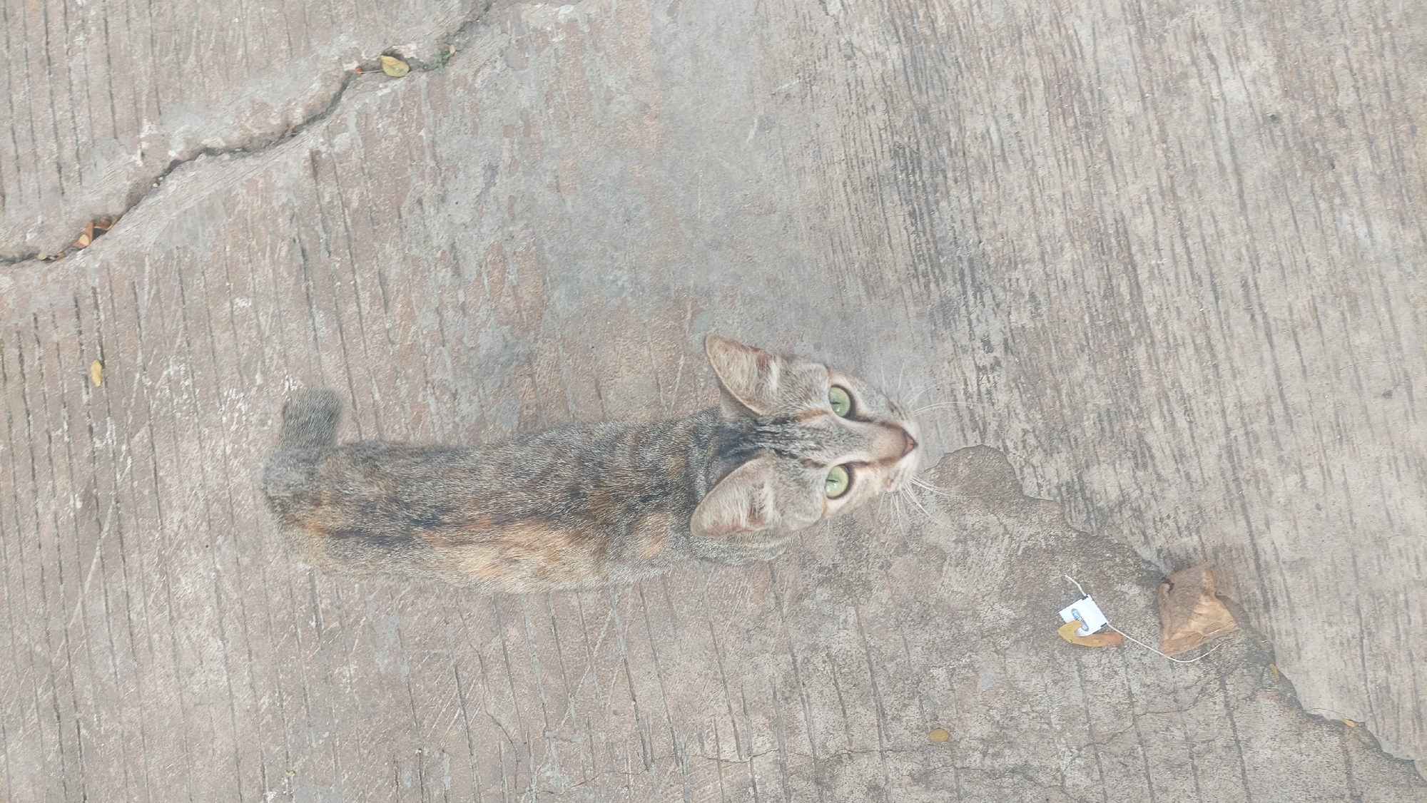 A tabby cat with green eyes is lying on a cracked concrete surface in Gunung Putri, Indonesia. The cat's fur is a mix of gray, brown, and some orange markings. A small, brown leaf and a white tag with blue writing, possibly from a tea bag, are lying on the concrete near the cat's head. The surface appears to be outdoors, possibly a sidewalk or pathway, with visible lines and cracks in the concrete.