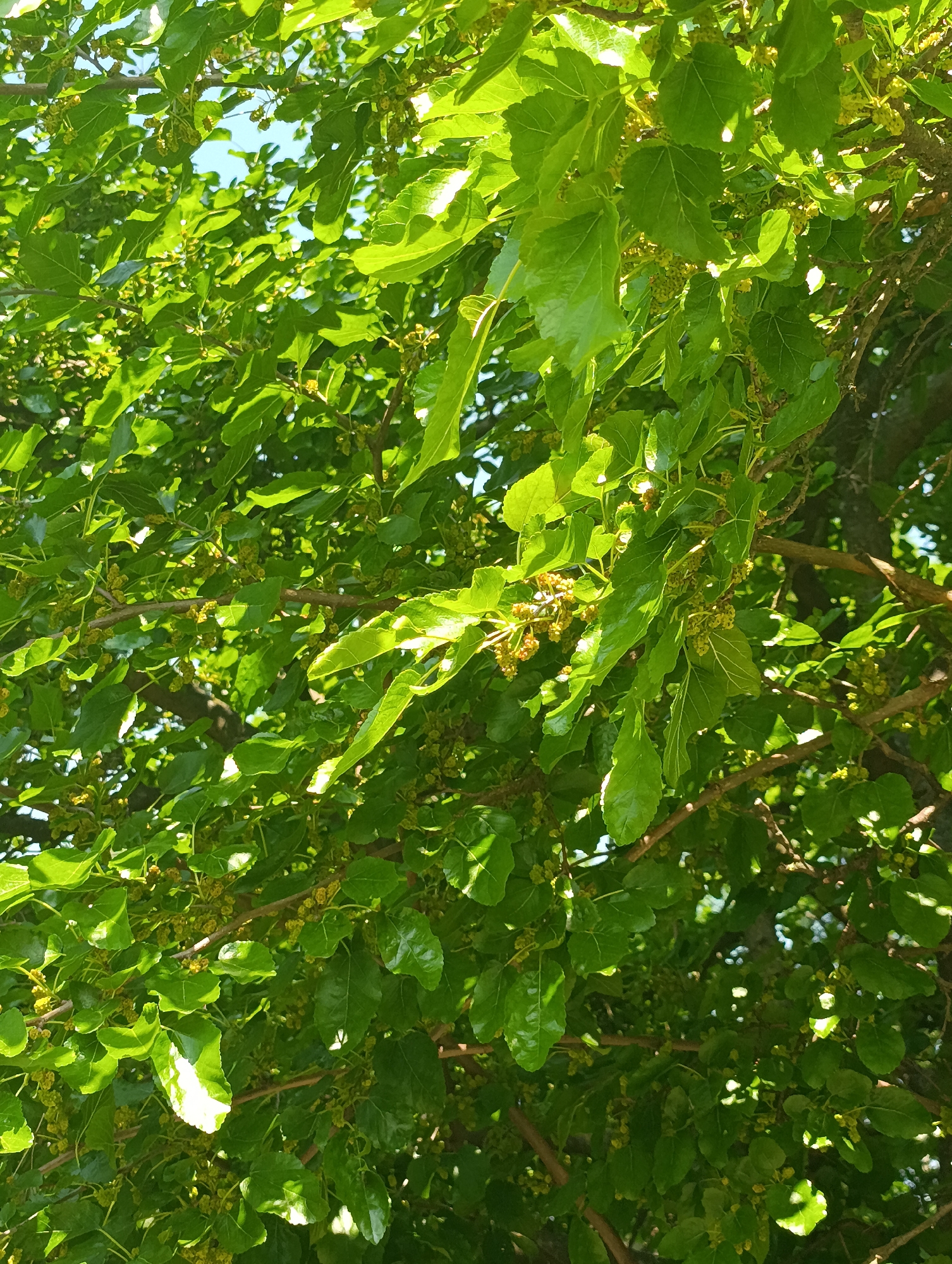 The image presents an upward-angled view into the dense, sunlit canopy of a deciduous tree. Green leaves of varying shades dominate the frame, exhibiting bright highlights where struck by direct sunlight and deeper shadows in more obscured areas. The leaves display characteristics consistent with mulberry foliage, including a range of shapes from simple ovals to slightly lobed forms, with visible venation. Numerous small, clustered, yellowish-green structures, appearing to be developing mulberries or flowers, are distributed among the leaves and along the brown branches. Segments of clear blue sky are visible through gaps in the foliage, indicating an outdoor, daytime setting under bright conditions. No individuals, animals, or man-made structures are discernible within the frame. The specific location in the city of Chernihiv, Ukraine, cannot be determined from the visual information provided.