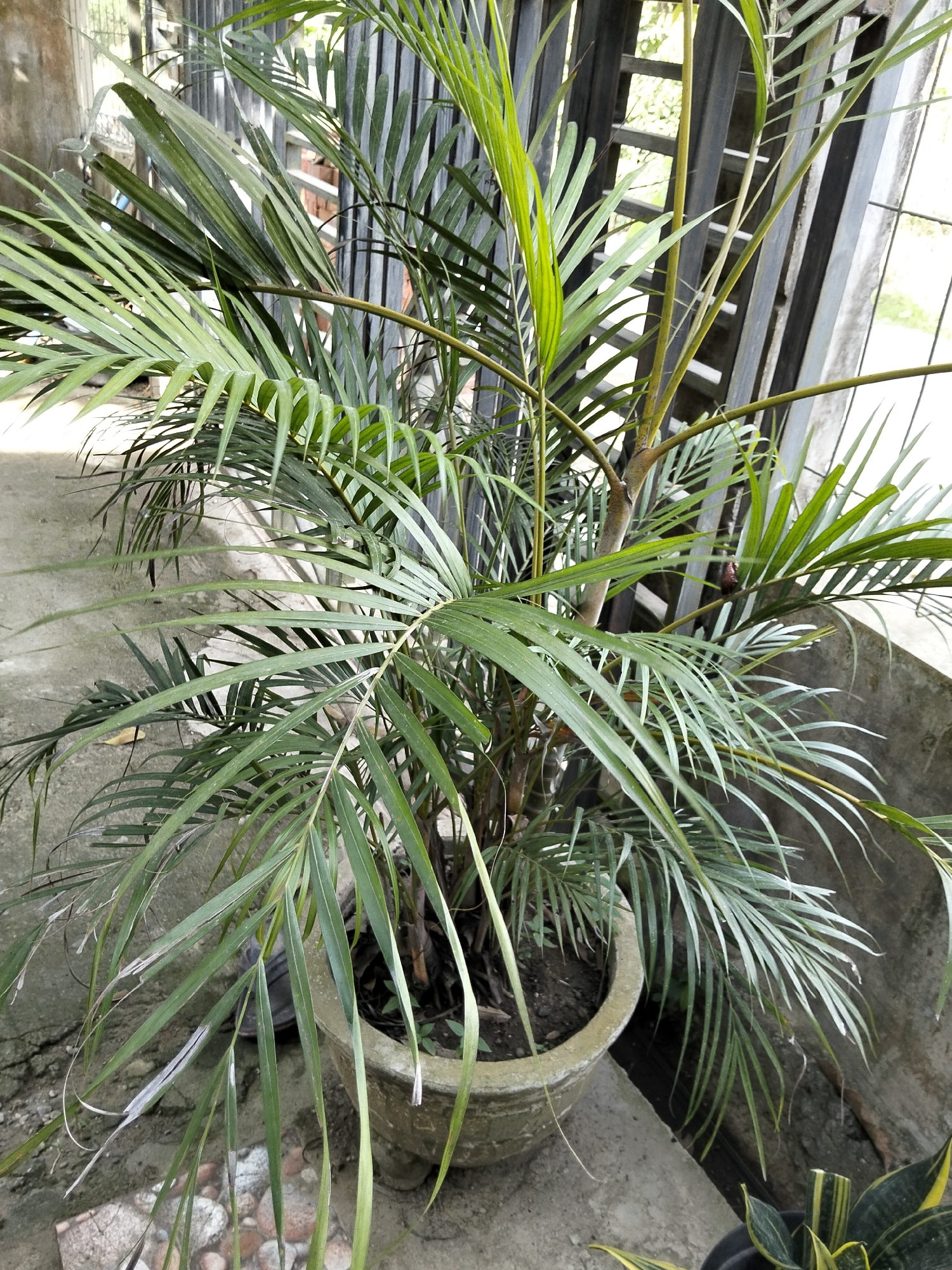 The image shows a potted palm tree with long, slender green fronds. The tree is in a grey concrete planter, which sits on a rough, uneven surface that appears to be concrete or stone. In the background, there is a dark metal fence or grate. The lighting suggests it is daytime, with some sunlight filtering through the fronds and the fence. The environment appears to be outdoors, possibly a patio or garden area. The location is Payagaboh, Indonesia.