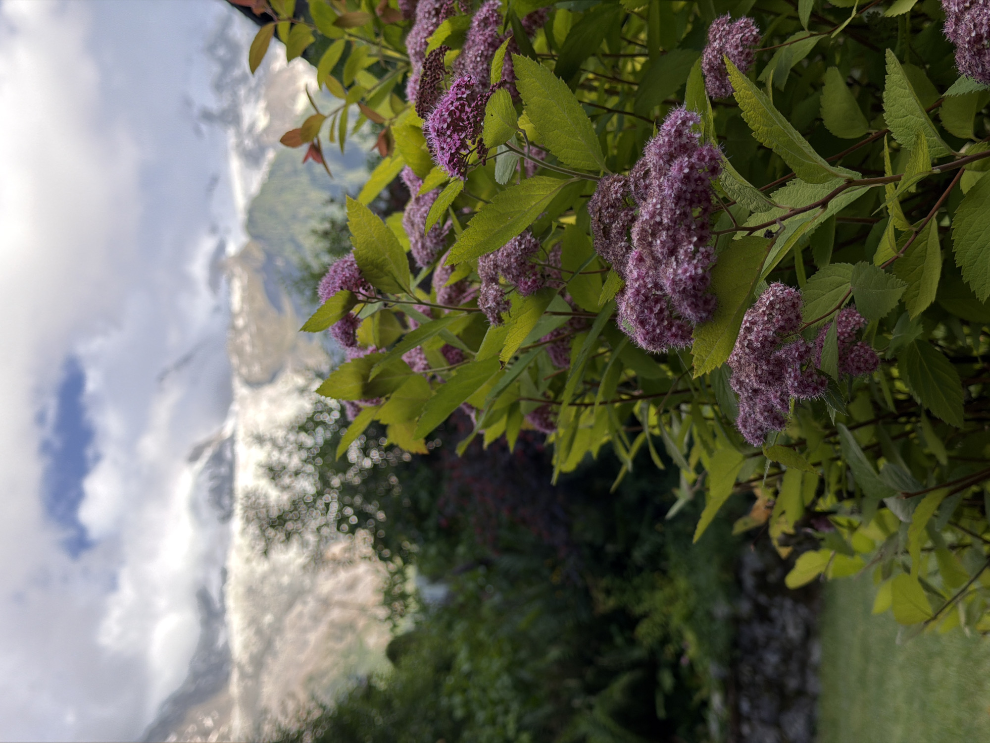 In the foreground of the image, a flowering bush with vibrant green leaves and clusters of small, pinkish-purple flowers dominates the right side of the frame. The flowers are densely packed, creating a textured appearance. The bush's branches are visible, with some newer leaves showing reddish-brown tips.
In the background, a blurred landscape unfolds. The middle ground features a dense array of trees and foliage, with darker green and some reddish-purple bushes interspersed. A rough stone wall is partially visible to the left, with a manicured green lawn in front of it.
The background reveals the majestic, snow-capped peaks of the Alps, characteristic of Chamonix-Mont-Blanc, France. The mountains are partially obscured by a cloudy sky, with patches of blue visible and dramatic cloud formations. The overall impression is a serene garden scene with a breathtaking mountain backdrop. No people are visible in the image.