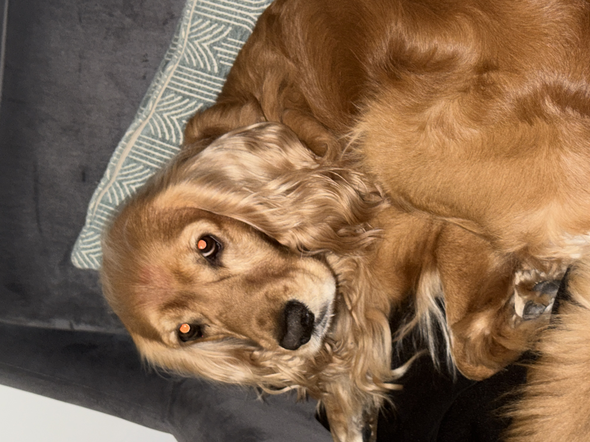 A close-up, head-on shot shows a golden-colored dog with long, wavy fur, resting on a dark gray couch. The dog's eyes are bright orange, likely due to a flash or lighting condition. A light blue and white patterned pillow is visible behind the dog's head. The dog is curled up, with its head turned slightly towards the camera, and appears to be relaxed. The background is dimly lit, focusing attention on the dog.