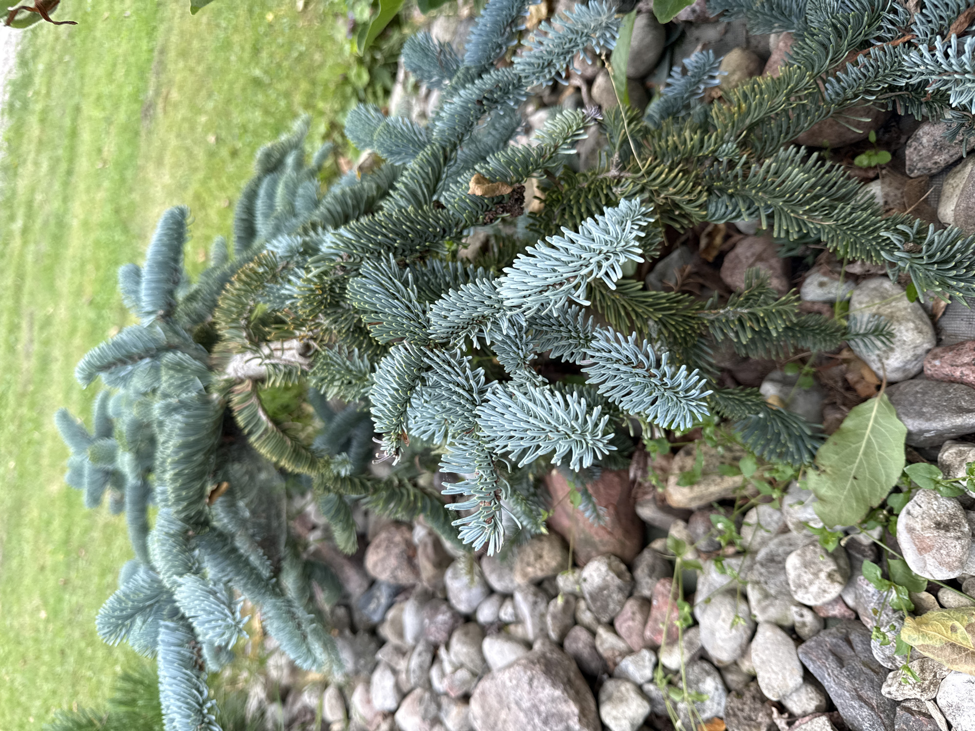 The image depicts a close-up view of a dwarf blue spruce tree planted amongst a decorative rock garden. The tree's branches, adorned with silvery-blue needles, curve downwards, creating a cascading effect. The rock garden consists of a variety of stones in different sizes and colors, ranging from light grey to reddish-brown. Small green plants and fallen leaves are interspersed among the rocks, suggesting an outdoor setting. In the background, a patch of green grass is visible, hinting at a larger lawn or garden area. The lighting suggests it is daytime. The scene is set in Vikraičiai, Lithuania, a location characterized by its rural landscape and natural beauty. There are no people or animals present in the image.