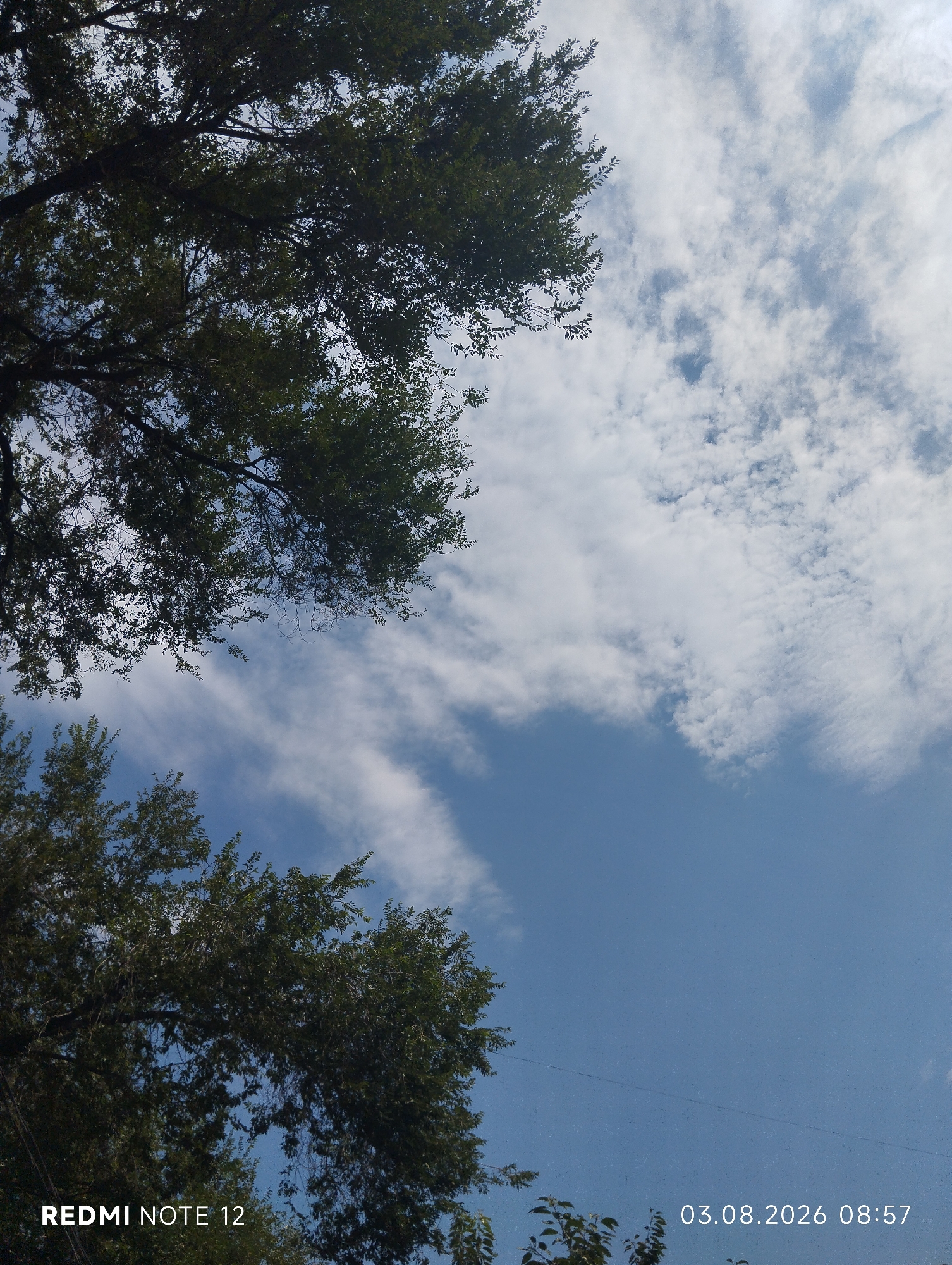 The image captures a skyward view from a low angle, showcasing the lush green foliage of trees against a bright blue sky dotted with scattered white clouds. In the lower left corner, the text "REDMI NOTE 12" is superimposed, indicating the device used for the photograph. The lower right corner displays a timestamp: "03.08.2026 08:57". The scene is likely set in Almaty, Kazakhstan, given the context of previous images, and appears to be a serene outdoor environment, possibly a park or residential area, during daytime. There are no people or specific landmarks visible, focusing solely on the natural elements and the device's metadata.