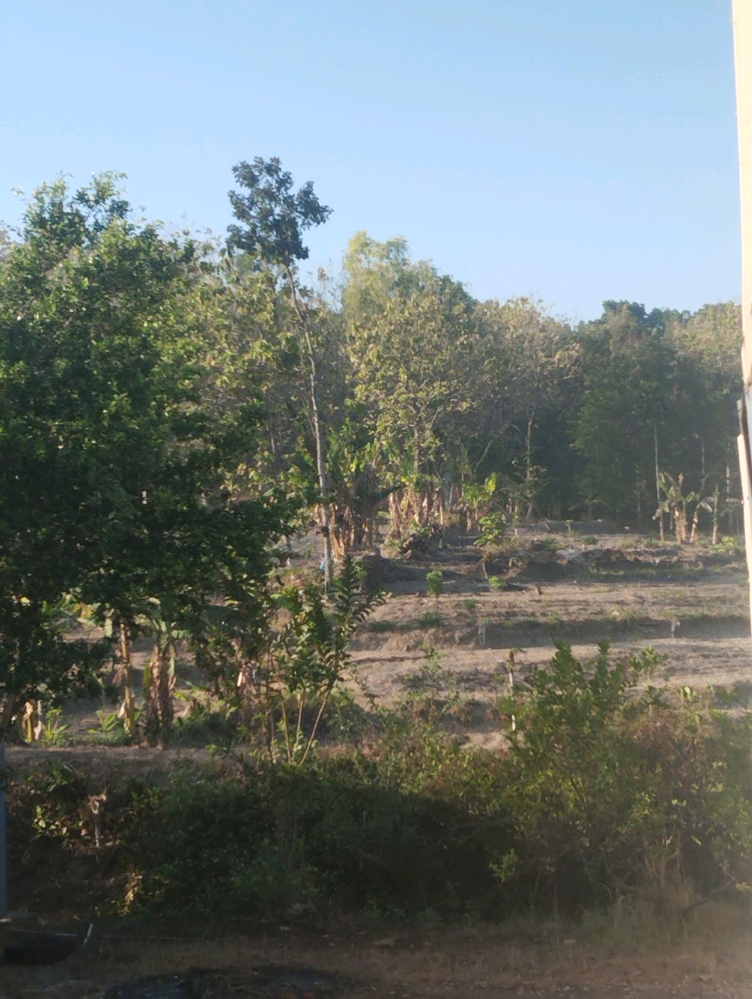 The image depicts a rural landscape with a clear blue sky overhead. The foreground shows a dense patch of green bushes and grasses, with a few scattered brown leaves on the ground. Behind this, the terrain is uneven and appears to be a cultivated field or terraced land, with patches of dry soil and some sparse vegetation. In the mid-ground and background, a variety of trees are visible. There are large, leafy trees on the left, and a denser forest of various trees, including some with visible banana plants, further back. The overall impression is one of an agricultural or natural area in a rural setting, possibly a farm or plantation. The lighting suggests it is daytime, with the sun casting shadows. The scene appears to be in or near Bagor, Indonesia, given the types of vegetation and the overall environment. There are no people or animals visible in the image.