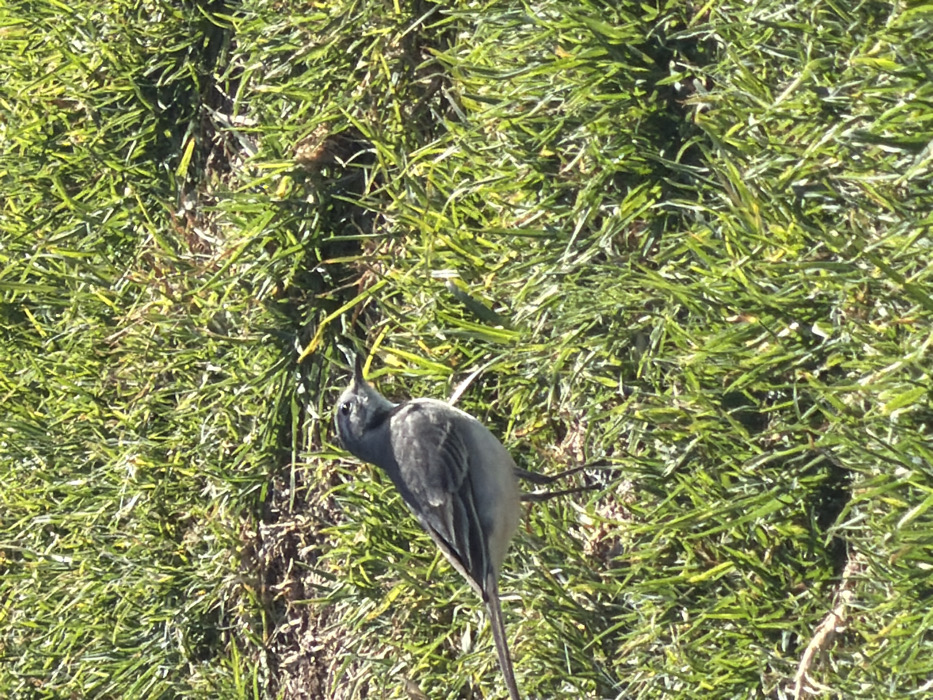A grey and white bird, identified as a White Wagtail (Motacilla alba), stands on a patch of bright green grass under direct sunlight. The bird is oriented towards the right side of the frame, displaying its grey upperparts, white underparts, and slender dark legs. Its beak is thin and dark. The ground is predominantly covered in short, vibrant green grass, with some small areas of exposed brown soil and dried vegetation visible. The scene is located within the Bnei Shimon Regional Council, Israel.