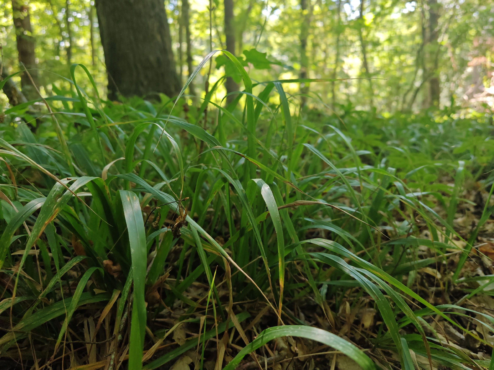 The image shows a low-angle view of a forest floor covered in green grass. Sunlight filters through the trees, illuminating the scene with a soft, natural light. The grass is lush and green, with some dried leaves and twigs scattered amongst it. In the background, the trunks of trees are visible, with a dappled pattern of light and shadow on their bark. The overall impression is one of a peaceful and natural environment. The image does not contain any people or specific identifiable landmarks, so it cannot be definitively placed in Samurchay, Azerbaijan or any other specific location.