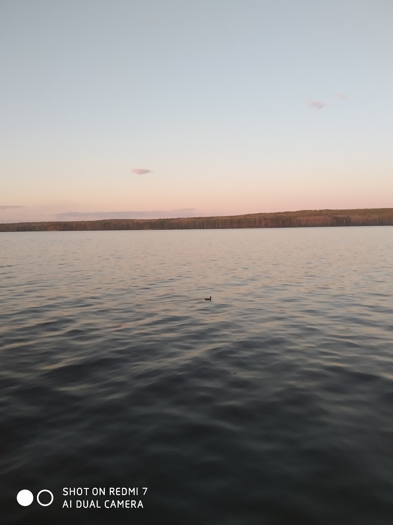 The photograph depicts a body of water, possibly a lake, with a treeline visible in the distance. The sky is a gradient of colors, indicating either sunrise or sunset. A single duck is swimming in the water. The location is likely in Chaikovsky, Russia, though this cannot be definitively confirmed from the image alone. The water surface is slightly choppy. The overall scene appears calm and serene. The image has been taken by a Redmi 7 AI Dual Camera, as indicated by the watermark in the corner.