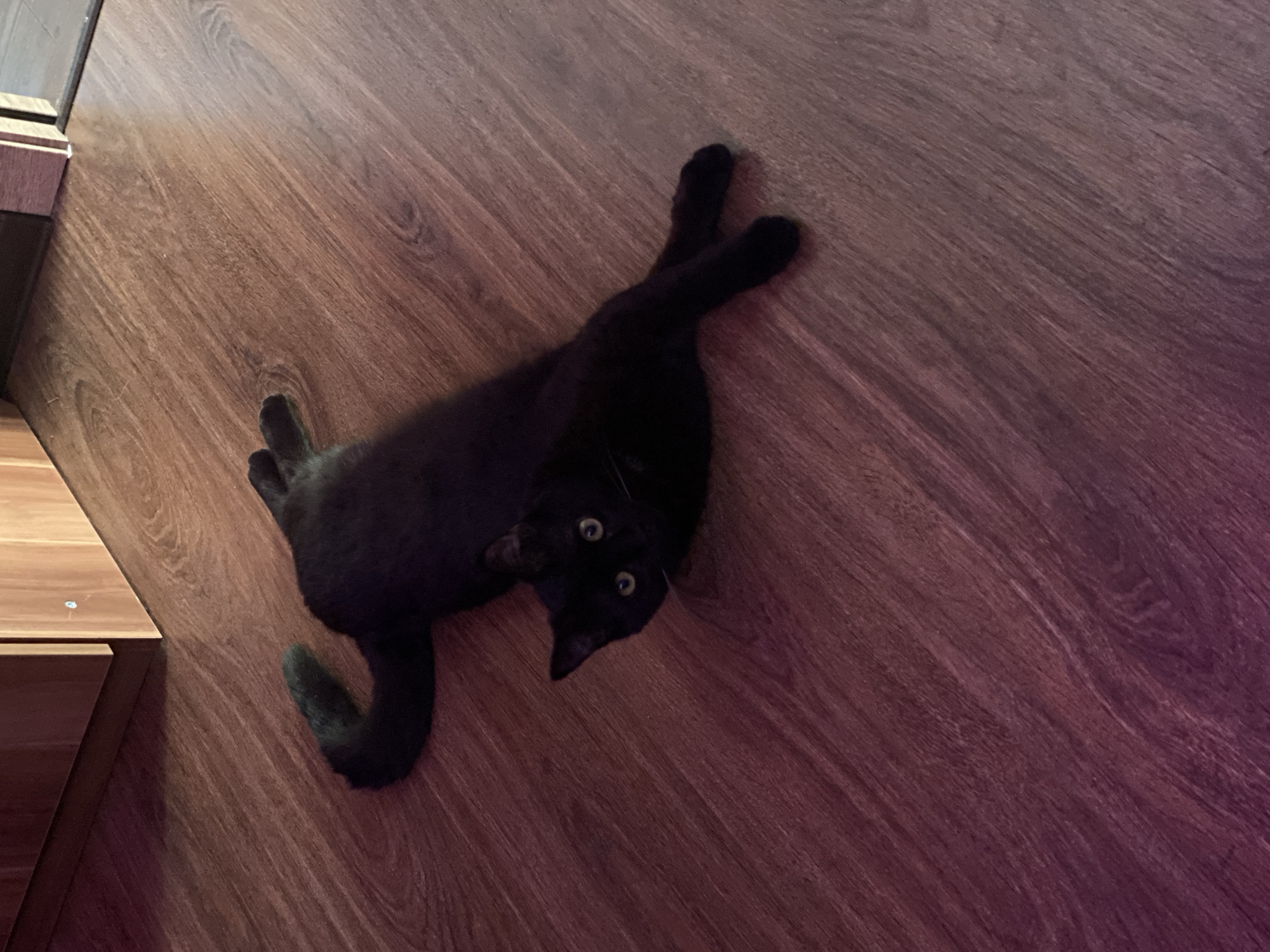 A black cat is lying on a wooden floor. The cat is positioned diagonally in the image, with its head near the center and its body stretching across the floor. The cat's tail is curled near a wooden cabinet, and its front paws are extended towards the upper right corner. The floorboards run diagonally across the frame, and there is a slight gradient in the lighting, with the lower right corner appearing darker. No information available to determine the location.