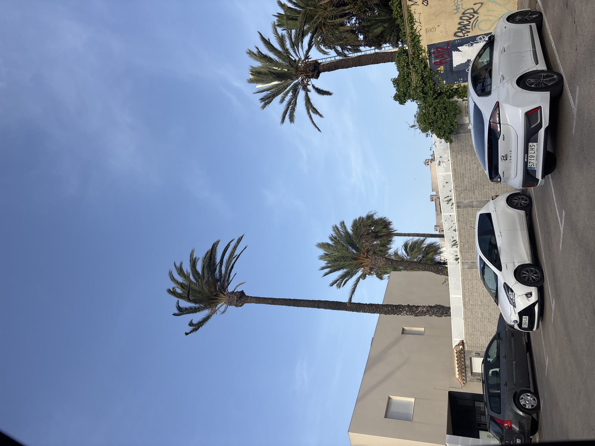 A parking lot in Urbanización Cabo Roig, Spain, features two white cars, a grey station wagon, and three palm trees under a clear blue sky. The white cars are parked side-by-side, with a white sedan on the right displaying a license plate that reads "5719 LHS" and a white hatchback on the left with a license plate that reads "1289 KJG". The grey station wagon is parked to the left of the white hatchback. A building with a light-colored facade and white-framed windows is visible behind the cars. A brick wall with a white railing separates the parking lot from the building. Graffiti adorns a section of a yellow wall to the right of the cars. The palm trees, varying in height and fullness, are scattered throughout the scene, with one tall palm tree dominating the left side of the image. The ground is paved with asphalt.