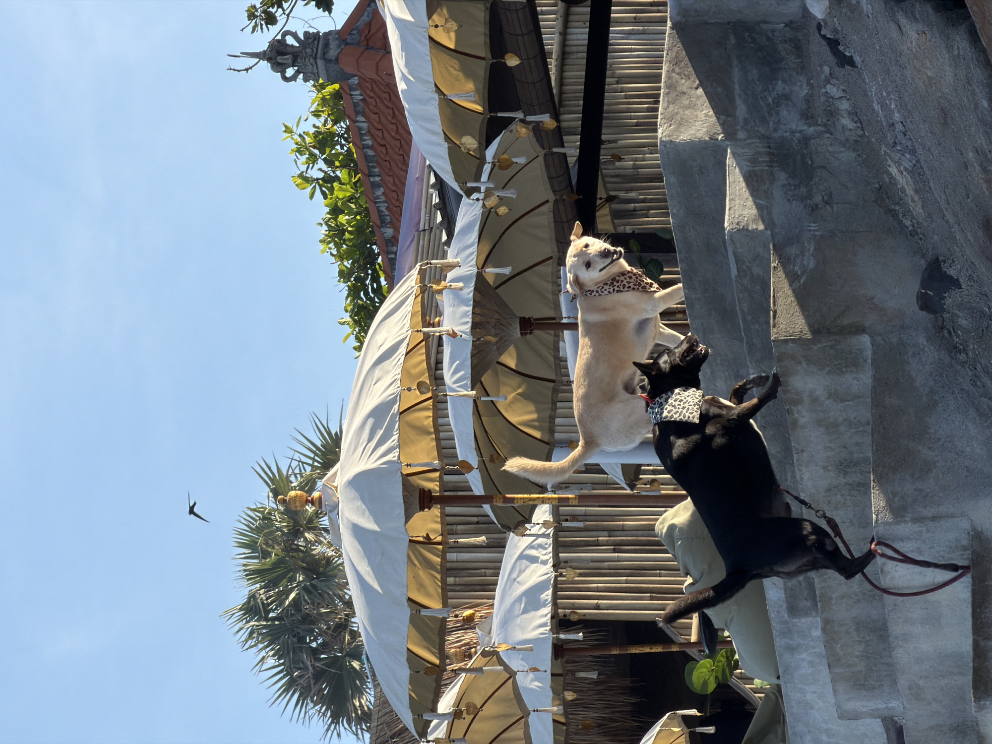 The image depicts two dogs on a tiered, concrete outdoor structure with a clear blue sky overhead. A black dog, wearing a patterned bandana, is in mid-leap, descending a set of stairs. A light-colored dog, also adorned with a bandana, stands higher up on the structure, looking to its left with its mouth open. In the background, several large, cream-colored umbrellas with decorative tassels are visible, supported by wooden poles. Behind the umbrellas, a bamboo fence and lush green foliage can be seen. The scene appears to be an outdoor area, possibly a cafe or resort, in North Kuta, Indonesia, suggested by the style of the umbrellas and the tropical vegetation. A bird is silhouetted against the sky in the upper left quadrant of the image.