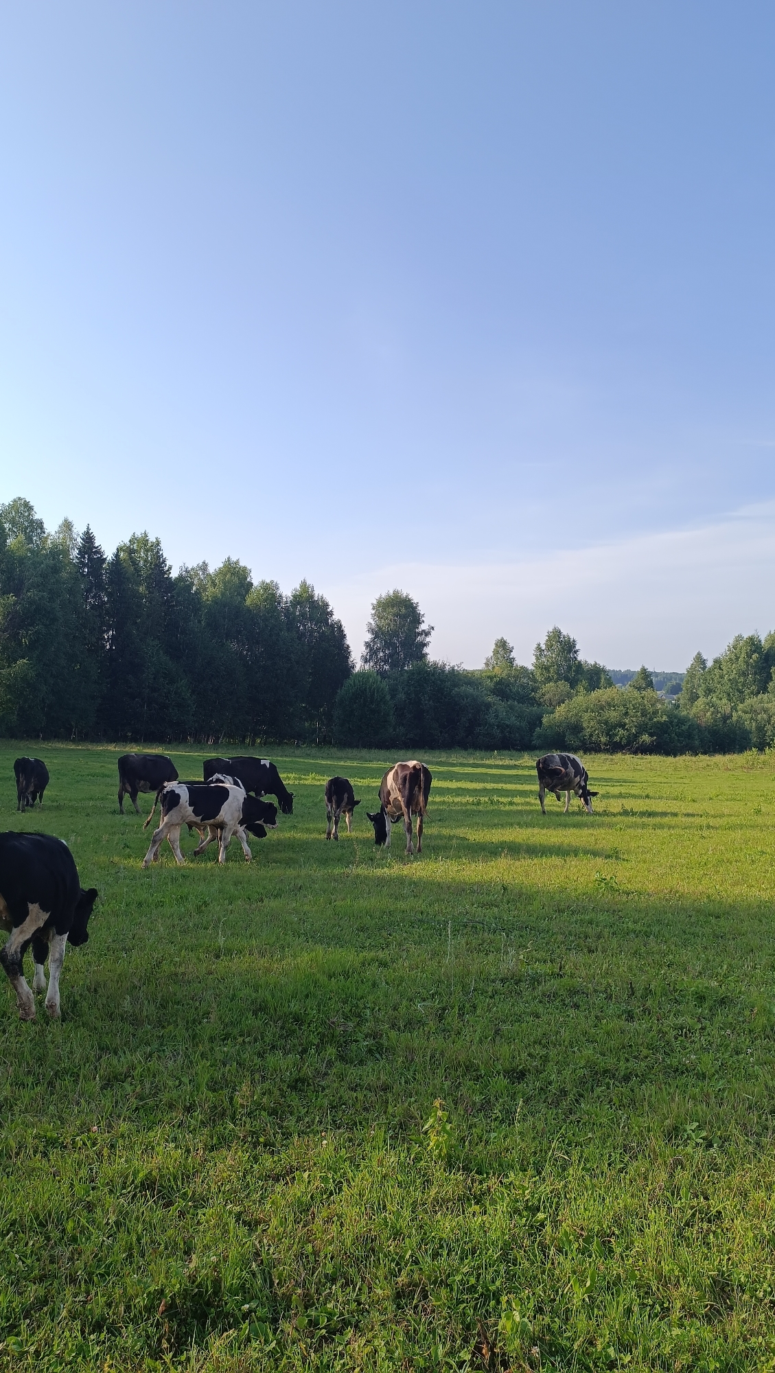 This is a vertical, medium-shot photograph taken outdoors during the daytime. The scene depicts a lush green field populated by several cows and calves. The cows are a mix of black and white and brown and white. The sun is casting long shadows, indicating it is either early morning or late afternoon. The sky is a clear, pale blue with no clouds visible. In the background, a dense line of dark green trees forms a horizon, with some lighter green foliage and trees visible further in the distance. The overall impression is one of a peaceful rural setting, likely a pasture in Karsha, Russia, where the livestock are grazing under a bright, clear sky. There is no visible text in the image.