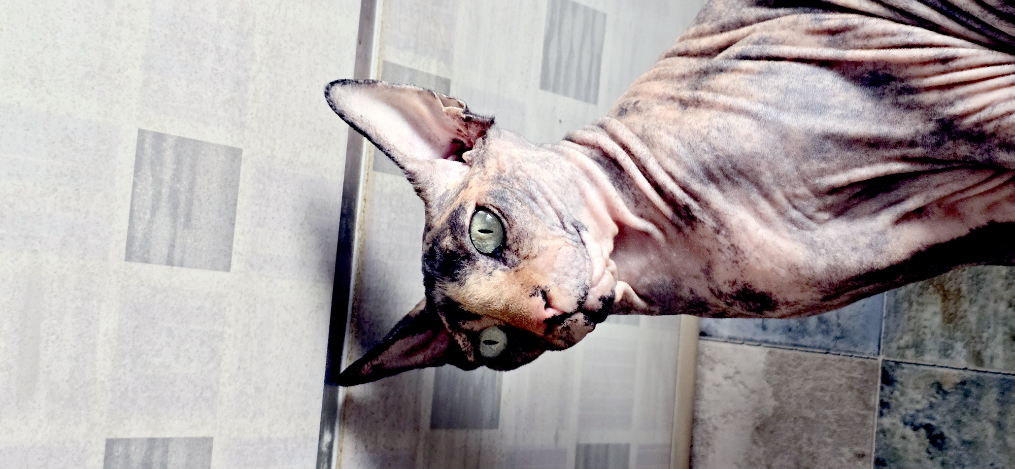 A portrait of a Sphynx cat is captured in an indoor setting. The cat has striking green eyes, wrinkled pinkish-tan skin with patches of dark grey and black markings, and large, pointed ears. It is looking to its left. The background appears to be a wall with a tiled pattern, possibly in a bathroom or kitchen. The lighting suggests it might be daytime, with a light source coming from above or the side. There is no indication of the cat's location in Baku, Azerbaijan.