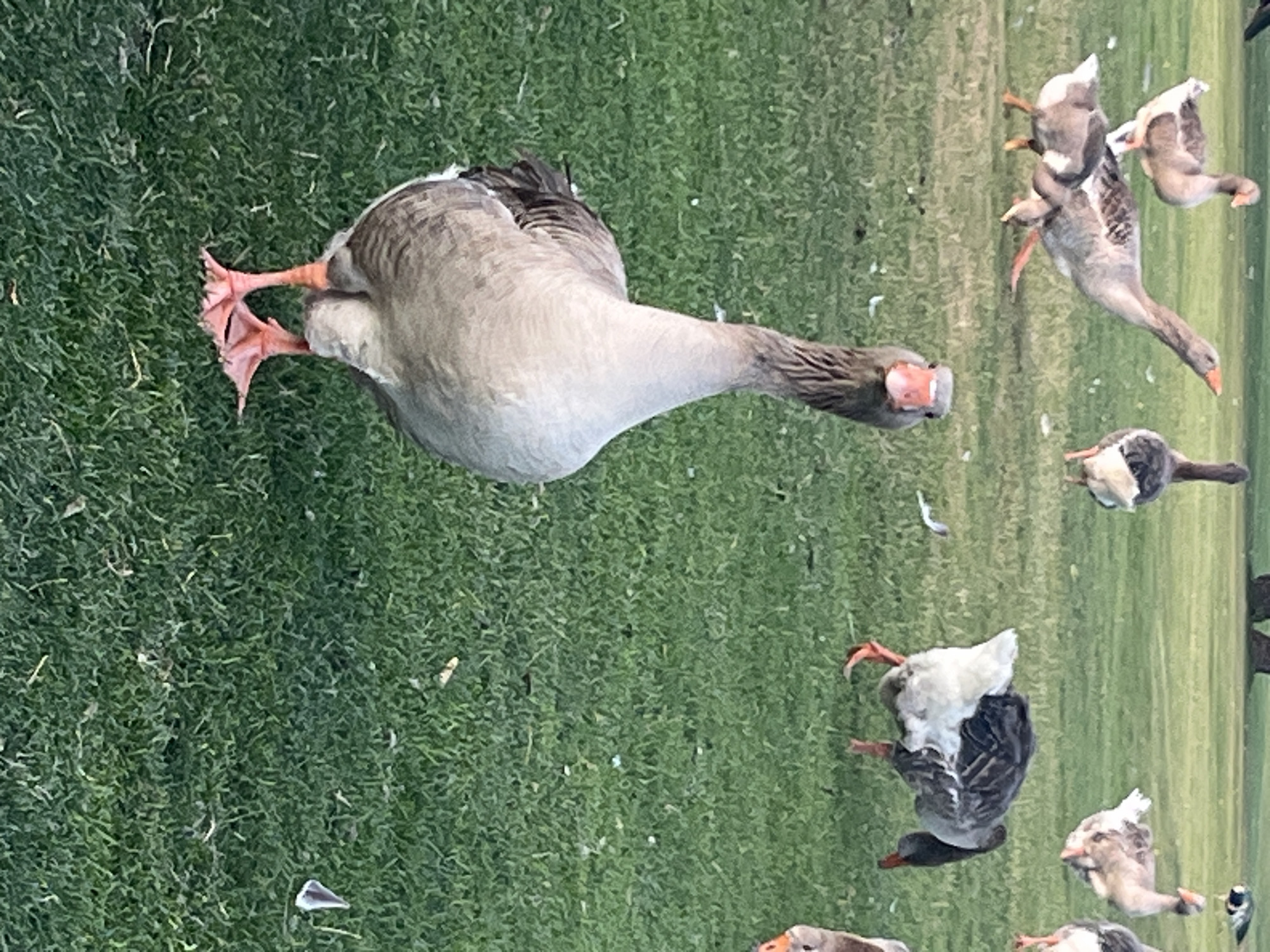 The image shows a group of geese on a grassy lawn. In the foreground, a large goose is standing and looking towards the camera. Its neck is elongated, and its beak is orange. Several other geese are visible in the background, some walking and others standing. The environment appears to be a park or open field with green grass and some scattered leaves or debris. There are no discernible landmarks or features that would indicate the specific location within Dnipro, Ukraine. The overall scene depicts a natural setting with the geese as the primary subjects.