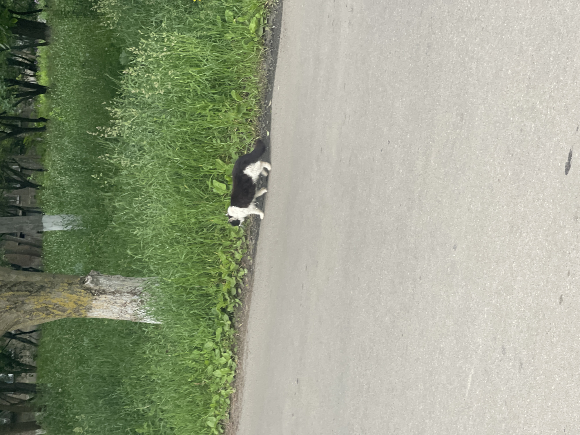 This image captures an outdoor scene featuring a black and white cat situated on the edge of a paved road or path. The cat, predominantly black with white fur on its paws, chest, and potentially its face, is positioned at the boundary between the asphalt and a lush strip of green grass. The cat appears to be walking or standing, facing generally away from the viewer towards the background.
To the left of the paved surface, a vibrant grassy area extends, filled with various green plants and some lighter-colored flowering weeds. Further into the background on the left, the trunks of several trees with some foliage are visible, suggesting a treelined area or park. The paved surface, likely asphalt, occupies a significant portion of the image to the right of the cat and grass.
The scene is illuminated by natural light, indicating it is daytime, possibly under an overcast sky or bright conditions without strong shadows. There are no clear indicators of specific weather, time of day beyond daylight, or unique geographical features within the image itself. No text is visible. The overall setting appears to be a tranquil, possibly suburban or rural environment.