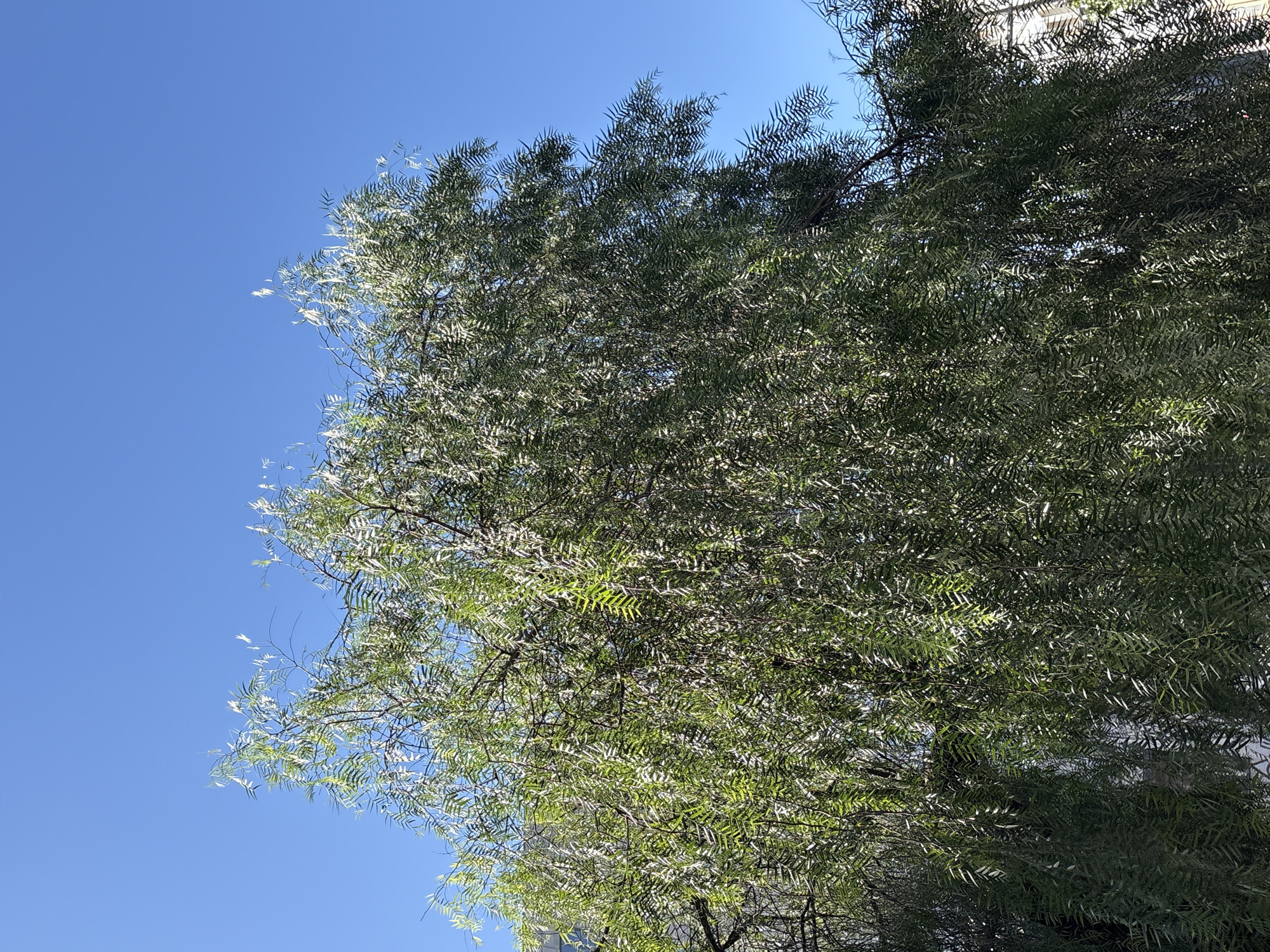 The image shows a large tree with thin, drooping branches and small, elongated leaves. The tree is mostly green, with some leaves appearing lighter due to sunlight. The sky above is a clear, bright blue. A portion of a building with white and grey detailing is visible on the right side of the image, behind the tree. The scene appears to be outdoors in an urban setting, likely a park or residential area within the city of São Paulo, Brazil, given the context of previous images. There are no people or animals visible in the frame.