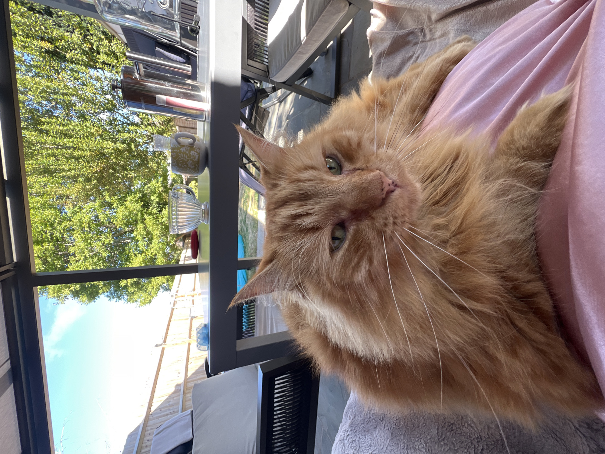 A close-up, eye-level shot shows a fluffy ginger cat resting on a pink satin surface, likely a blanket or clothing. The cat's head is turned to the right, with its green eyes partially closed and its mouth slightly open, revealing its pink tongue. Its long, white whiskers are prominent against its fur. In the background, a patio table is set with a clear glass bowl, a patterned mug, and a silver French press. Beyond the table, a wooden fence encloses a yard with lush green trees and a bright blue sky with scattered clouds. The scene appears to be an outdoor patio area, possibly in the city of Guildford, United Kingdom, given the greenery and typical patio furniture.