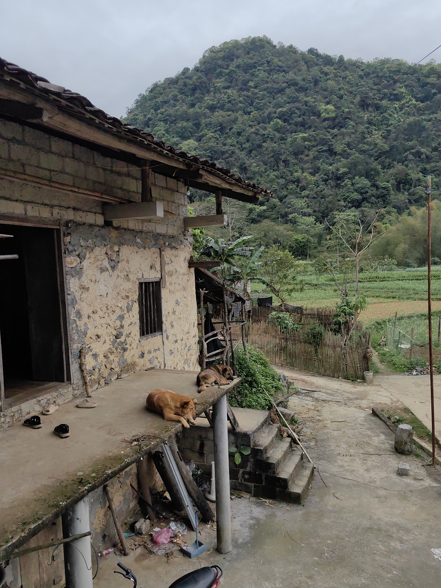 The image depicts an outdoor scene in Xã Đàm Thủy, Vietnam, featuring a building with a stone and brick facade, a tiled roof, and an open doorway on the left. Two dogs are resting on the concrete porch. The porch also contains assorted items including shoes, pieces of wood, trash, and part of a bicycle. In the background, a lush, green mountain dominates the view. A bamboo fence separates the building from an agricultural field. A dirt path runs alongside the field. A set of concrete steps leads from the porch down to a paved area. A power pole stands to the right.