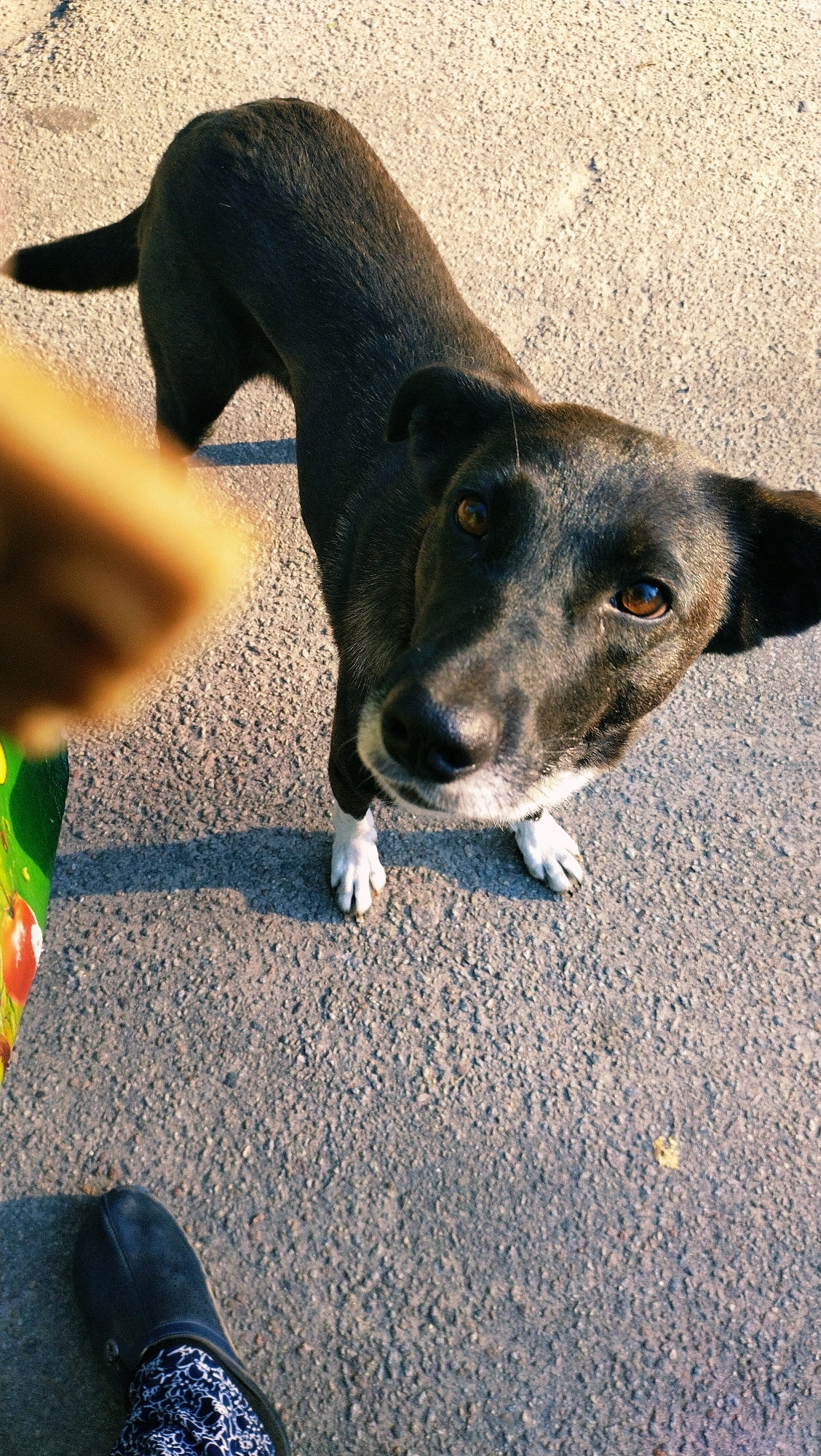 The image depicts a black dog with tan markings on its face and white paws, standing on an asphalt surface. The dog is looking directly at the camera with an attentive expression. In the foreground, a blurred object, possibly a piece of food, is held towards the dog. A person's foot, clad in a dark boot and patterned leggings, is visible in the lower left corner. The background consists of the asphalt ground, which appears to be a street or sidewalk. The lighting suggests it is daytime, with shadows cast on the ground. The image is framed from a high-angle perspective, looking down at the dog and the surrounding environment. The location of Horishni Plavni, Ukraine, is not visually evident in the image itself; it is provided as context.