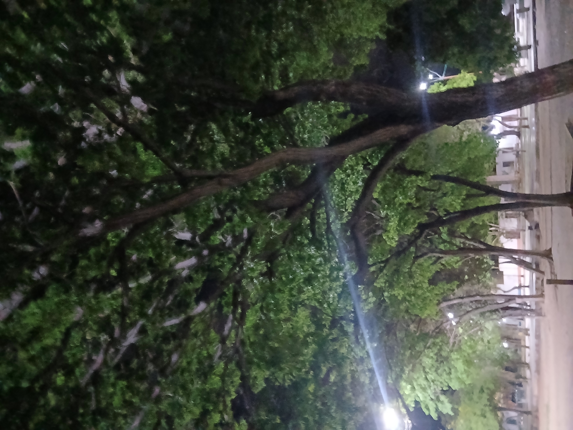 This is a photograph of a tree-lined path or street at night, possibly in a park or urban area. The foreground is dominated by the dark trunk and branches of a large tree, with lush green foliage filling the upper portion of the image. In the background, a row of smaller trees lines the path, illuminated by streetlights, casting a soft glow on the ground and surrounding area. The ground appears to be a sandy or dirt path. Structures, possibly buildings or benches, are faintly visible in the background. The overall impression is one of a tranquil, dimly lit outdoor space. The location is identified as Santa Ana, Venezuela.