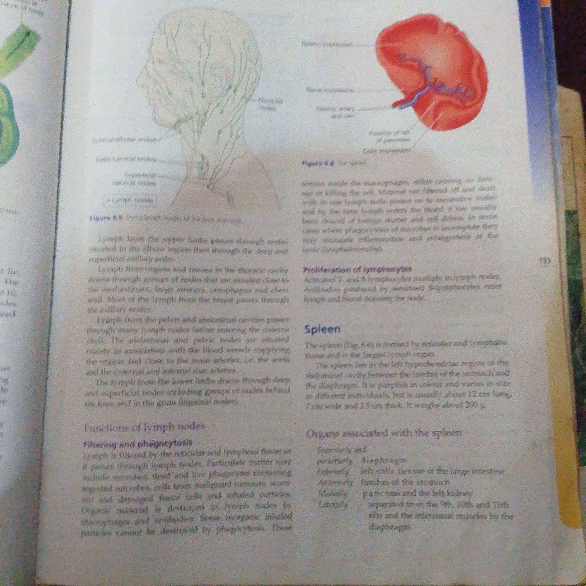 The media file is a photograph of an open textbook page. The page displays anatomical diagrams and text related to the human lymphatic system and the spleen.
The main subjects are the diagrams themselves: one is a detailed illustration of the lymph nodes in the head and neck, and the other is a cutaway view of the spleen. The text discusses the functions of lymph nodes, including filtering and phagocytosis, and the proliferation of lymphocytes. It also describes the location, size, and weight of the spleen, and lists organs associated with it.
There is no discernible activity or event taking place, as it is a static image of a book. The setting is implied to be an educational environment, such as a classroom or library, given the nature of the content. There are no specific details about time of day, weather, or emotions.
Visible text includes:
- Labels on the diagrams such as "Submandibular nodes," "Deep cervical nodes," "Superficial cervical nodes," "Lymph nodes," "Splenic impression," "Splenic artery and vein," and "Position of hilum of pancreas."
- Figure captions like "Figure 6.9 Some lymph nodes of the face and neck" and "Figure 6.6 The spleen."
- Headings such as "Proliferation of lymphocytes," "Spleen," "Functions of lymph nodes," "Filtering and phagocytosis," and "Organs associated with the spleen."
- Body text detailing the functions and locations of lymphatic structures.
- A page number "133" is visible in the top right corner.
