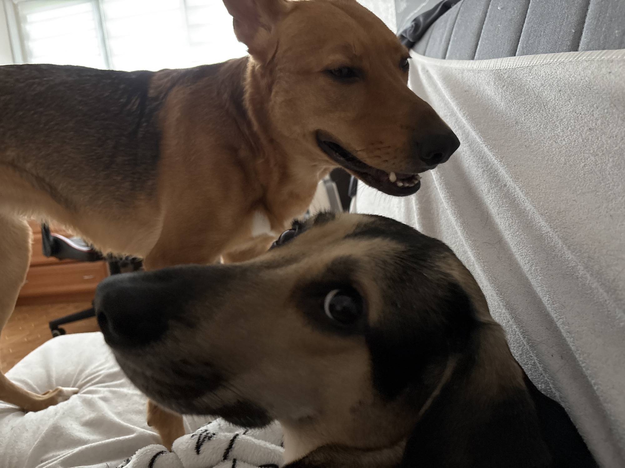 The image shows two dogs. One dog, appearing to be a German Shepherd mix, is in the foreground, with its head and shoulders filling the lower right portion of the frame. It has a black muzzle, brown and black fur, and wide, alert eyes. The dog is positioned on a white, textured surface, possibly a blanket or couch.
Behind this dog, in the upper portion of the frame, is another dog, a lighter brown color with some darker markings on its back. This dog is looking to the right, with its mouth slightly open, revealing its teeth. Part of its body and head are visible.
The background is softly blurred. To the left, a window with blinds and bright daylight is visible, suggesting an indoor setting. To the right, a section of a gray, textured surface, possibly a bed or sofa, is seen. There are also hints of furniture and wooden flooring in the middle ground. The lighting suggests it is daytime. The image composition is a close-up of the dogs. There is no information about the location in Saint Petersburg, Russia.