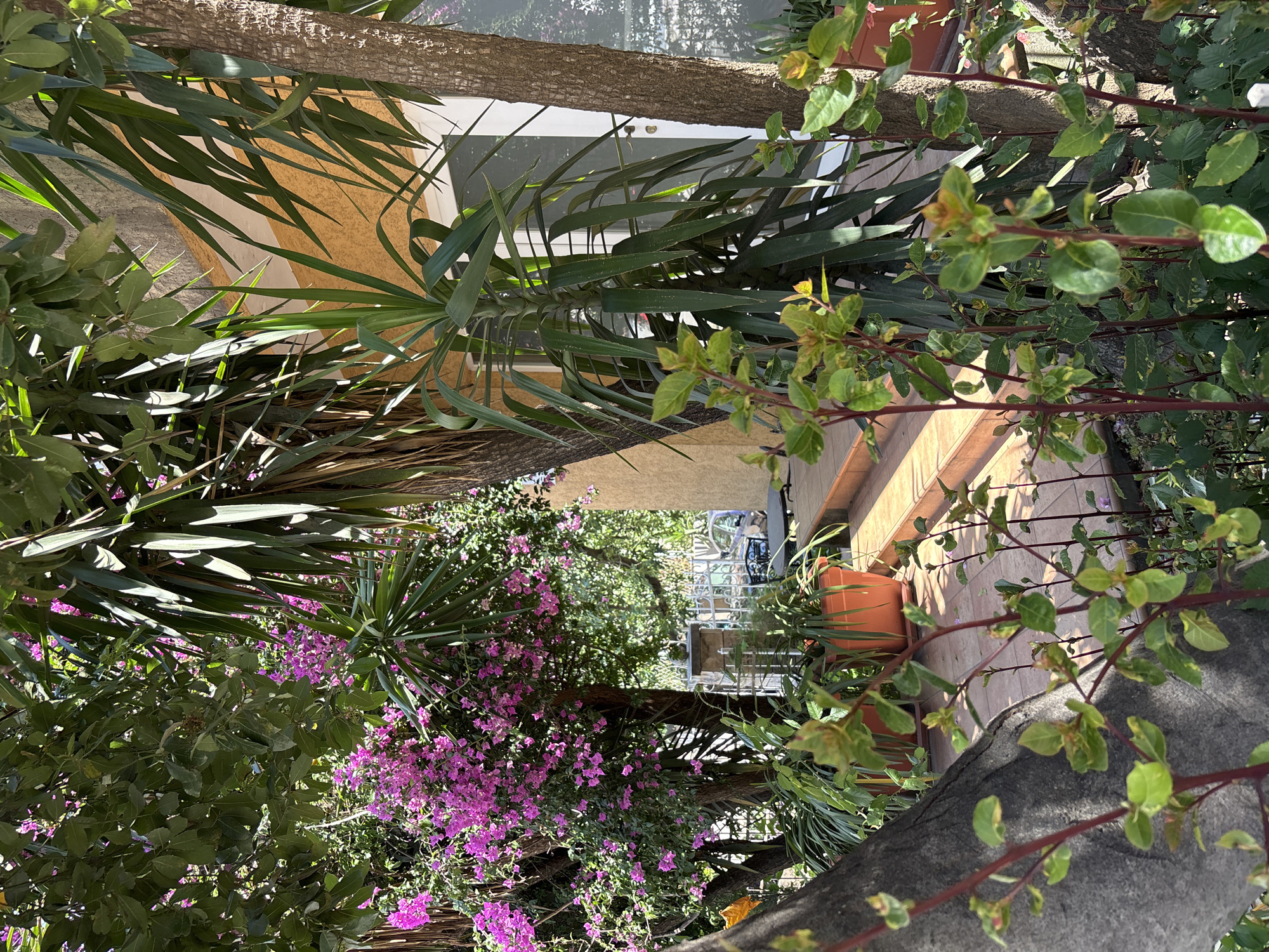 An outdoor scene depicts a sunlit courtyard filled with lush vegetation and a portion of a building. In the foreground, several plants with green and reddish stems are visible, with some showing small green leaves. To the left, a large tree trunk with rough, grey bark dominates the frame. Behind the foreground plants, a large bougainvillea plant bursts with vibrant pink flowers, creating a dense canopy. To the right of the bougainvillea, a tall Yucca plant stands with its characteristic long, spiky leaves. The background reveals part of a building with an ochre-colored wall and a white door with glass panels. A tiled pathway leads up to the building, with terracotta pots containing plants flanking the steps. In the far background, a white metal fence and a glimpse of a car suggest the presence of a street or driveway beyond the courtyard. The overall impression is one of a vibrant and well-maintained garden space.