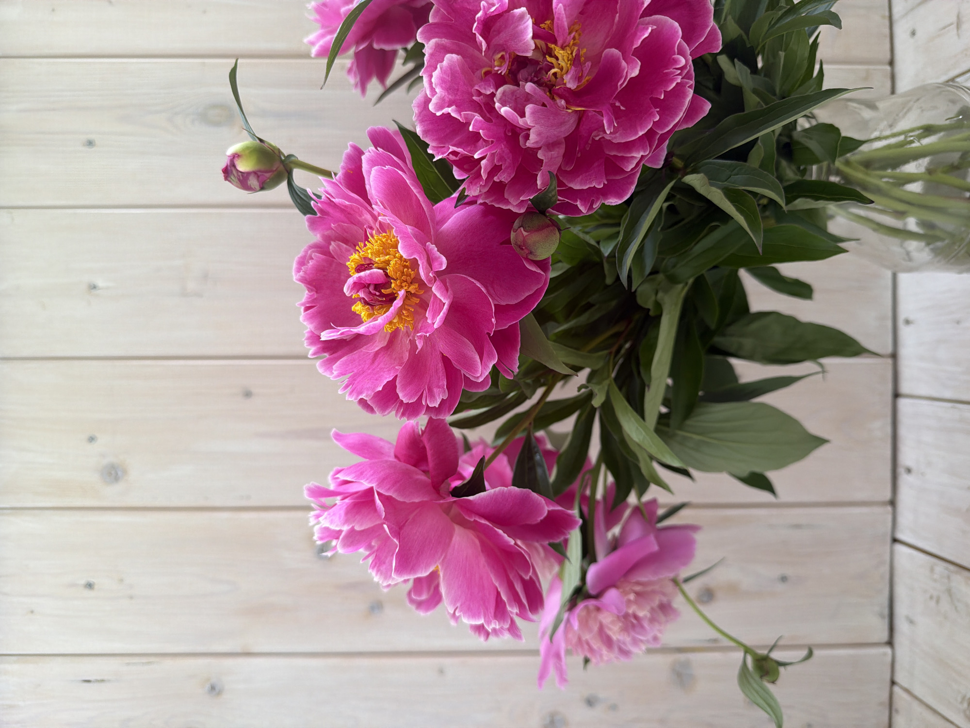 A bouquet of vibrant pink peonies is displayed in a clear glass vase against a light-colored, weathered wood plank background. The flowers are the primary focus, with several fully bloomed peonies showcasing their delicate petals and yellow centers. One peony bud is visible, slightly closed, hinting at future blooms. Lush green leaves surround the flowers, adding depth and contrast. The background appears to be a wall constructed from vertical planks, with a horizontal plank forming the surface on which the vase rests. The lighting is soft and diffused, casting gentle shadows. There are no people or animals present in the image. The scene evokes a sense of natural beauty and simple elegance. The location is not specified in the image.